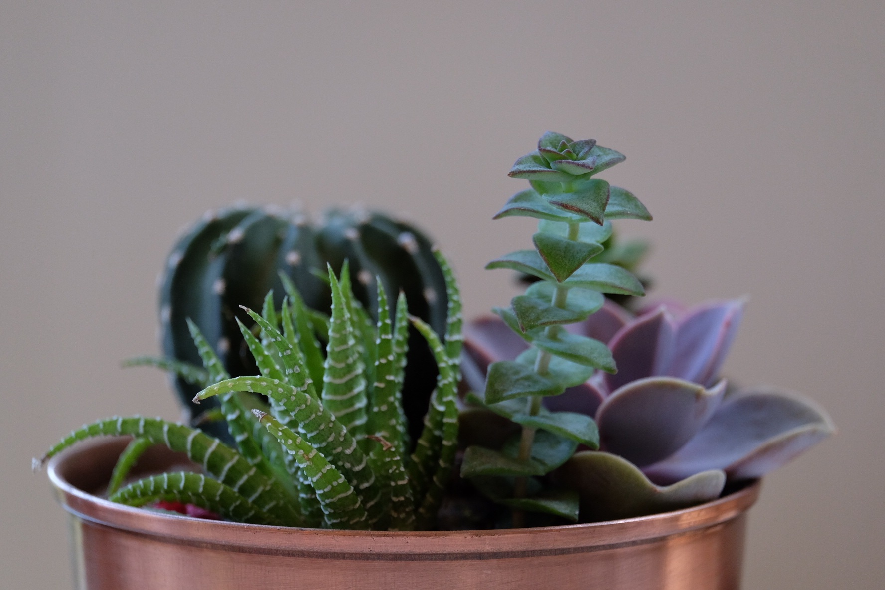 indoor plant, flowers, houseplant, pot, succulents