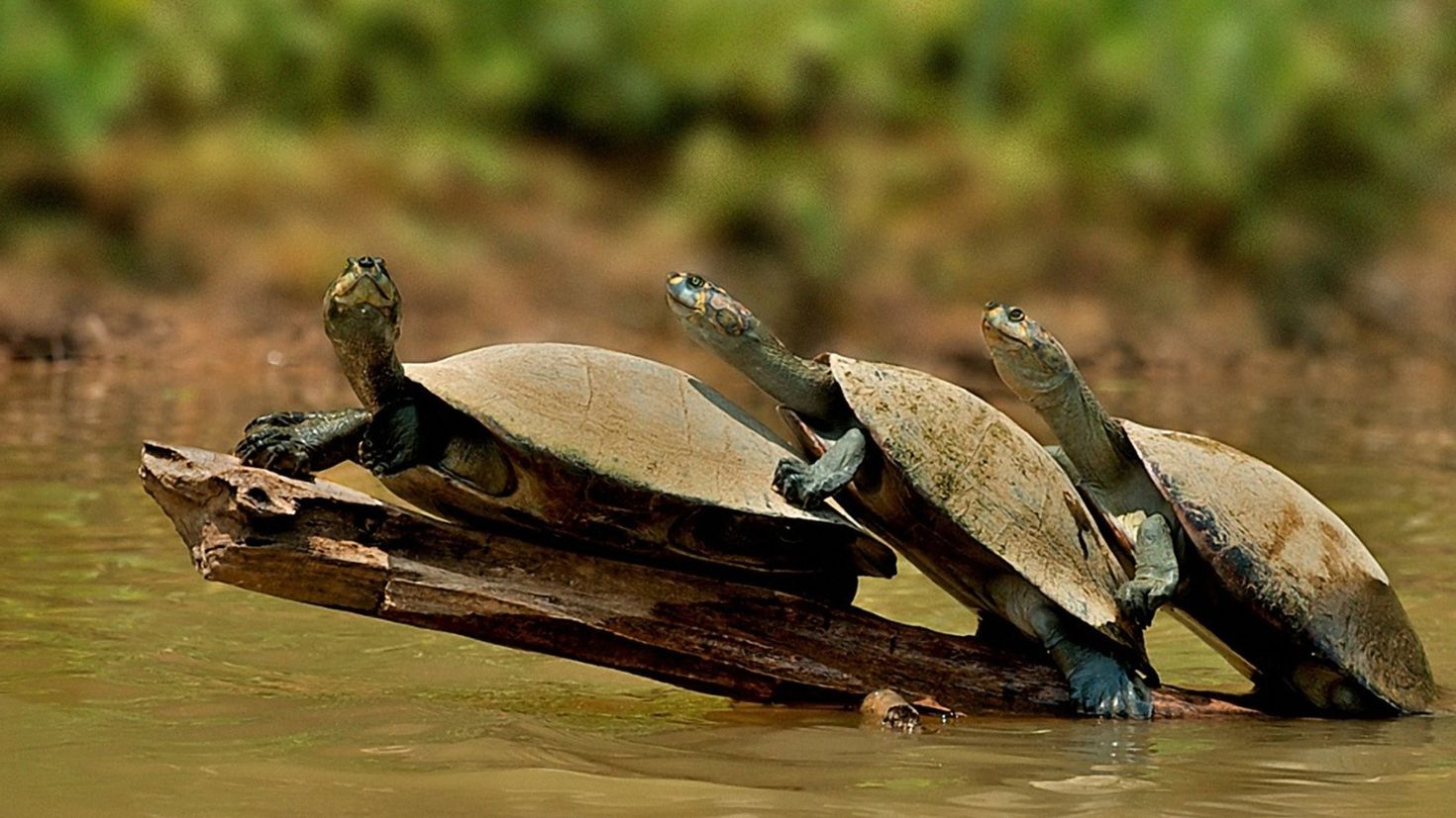Ползут 3 черепахи