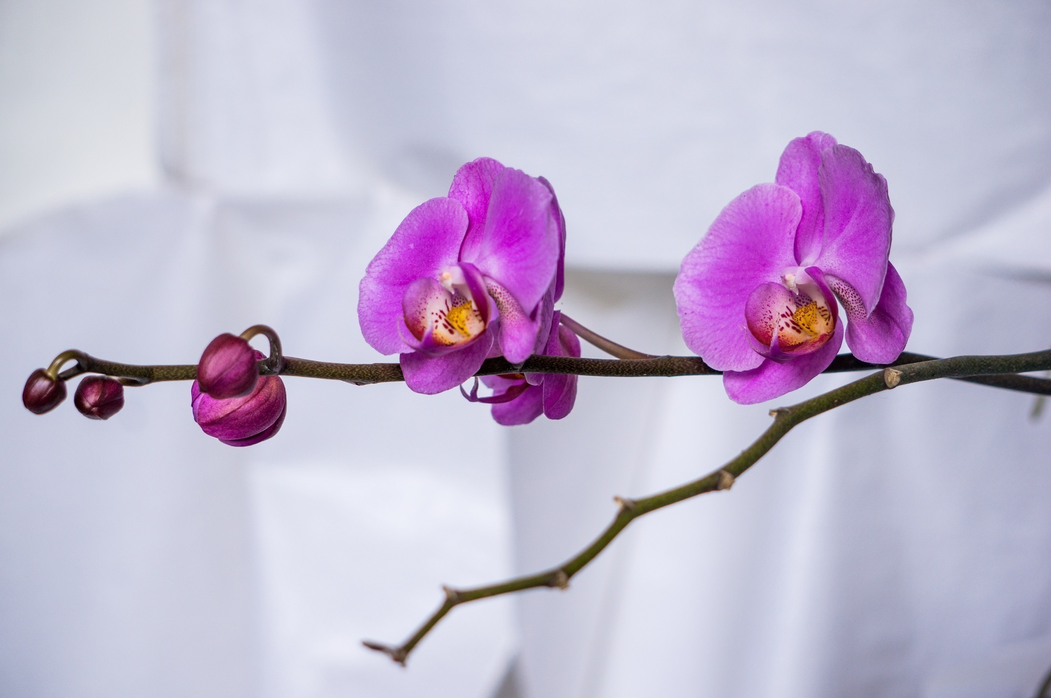 Ветка Орхидеи