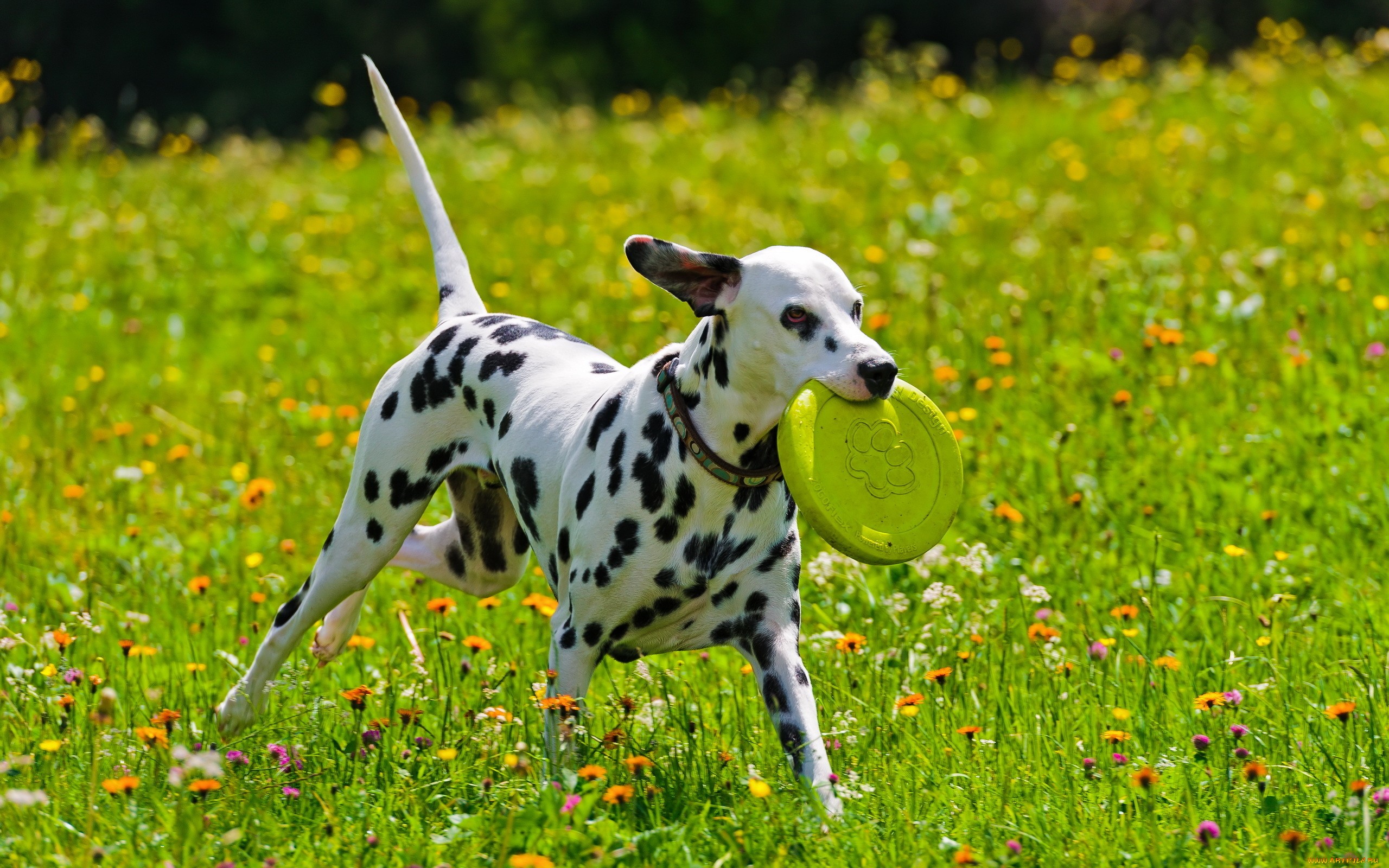 animal, dalmatian, dogs phone background