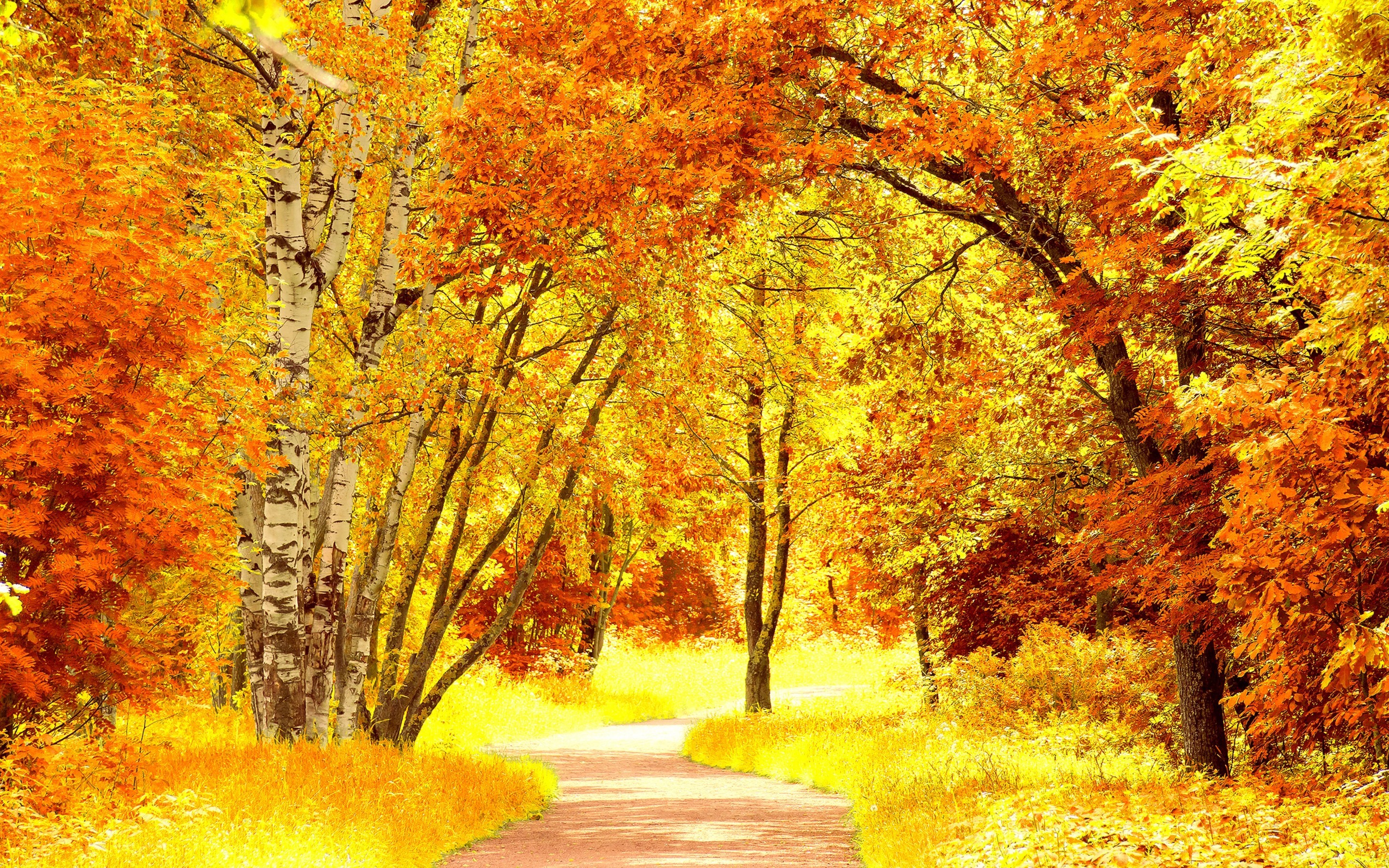 Скачать картинку Деревья, Пейзаж, Дороги, Осень в телефон бесплатно.