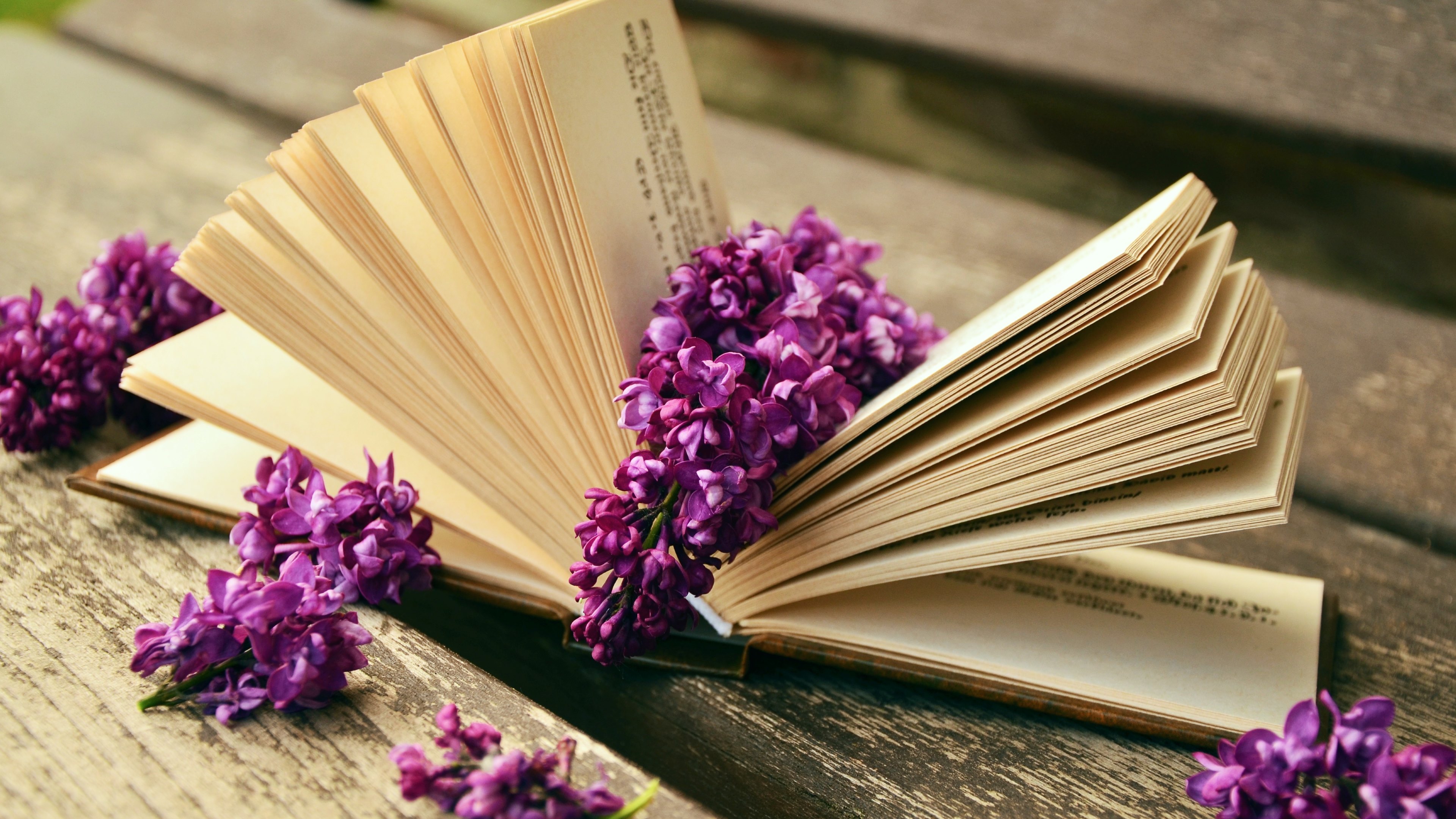 lilac, still life, man made, book, flower