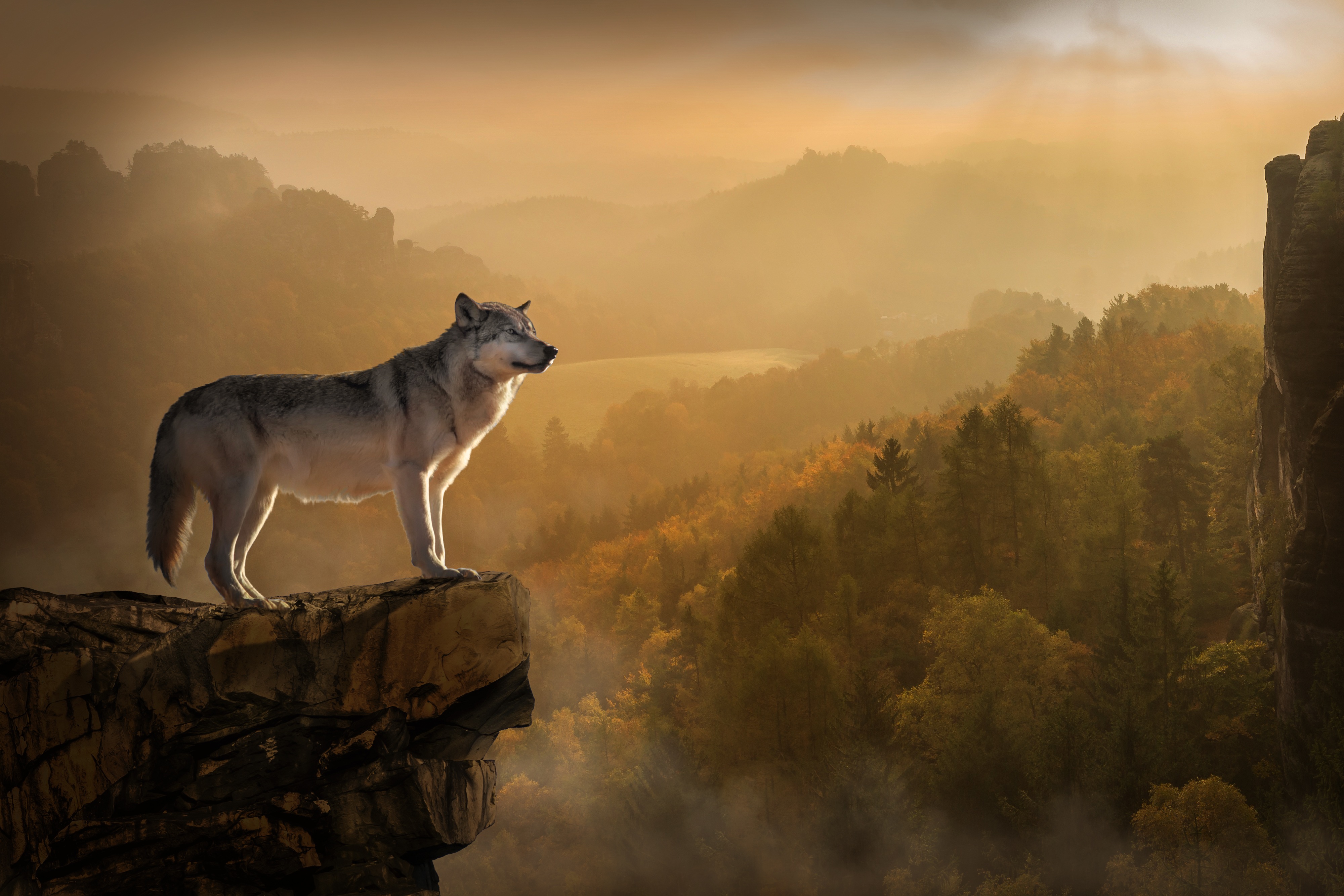 Download mobile wallpaper Forest, Wolf, Animal, Manipulation, Wolves for free.
