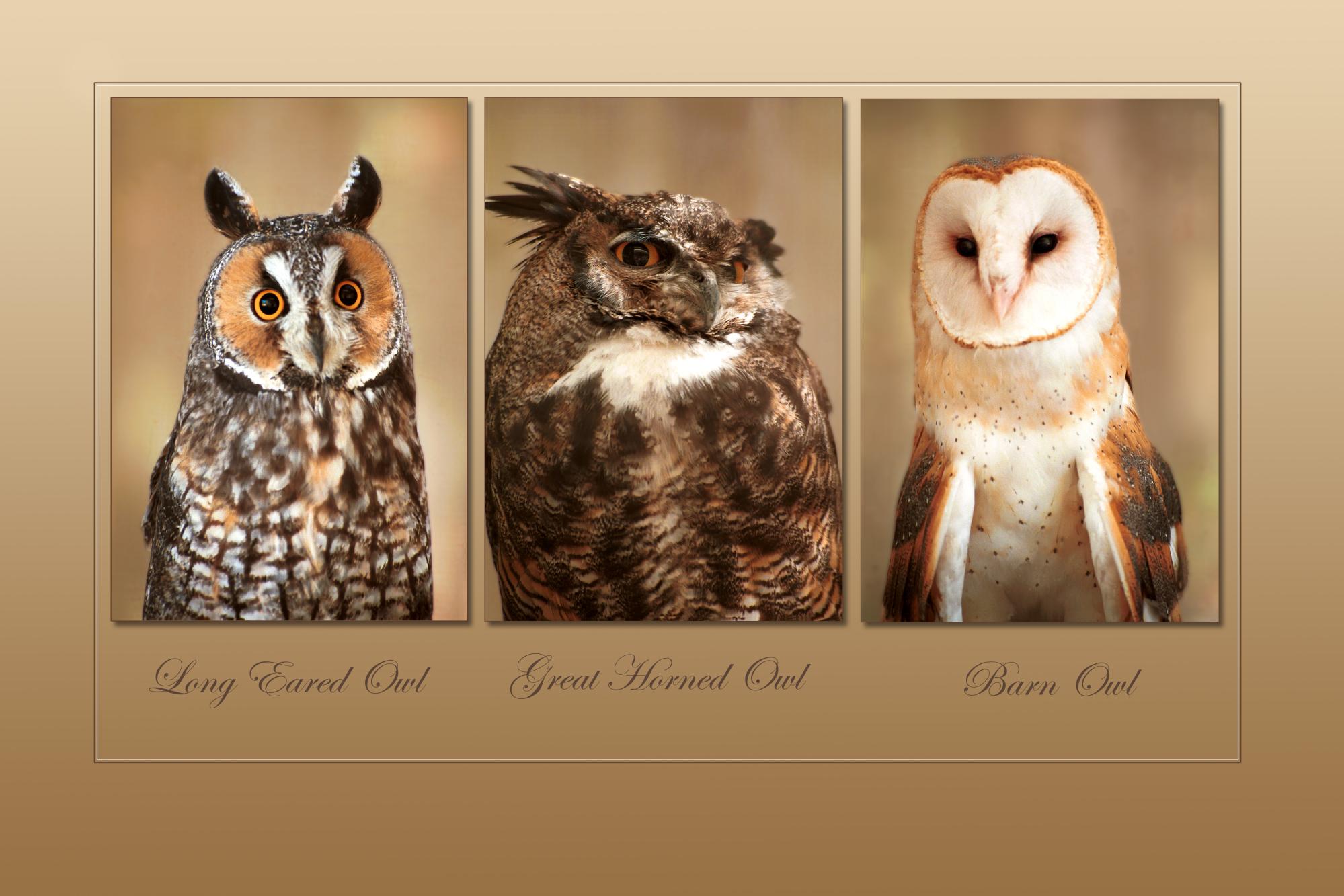 animal, owl, barn owl, great horned owl, long eared owl, birds cellphone
