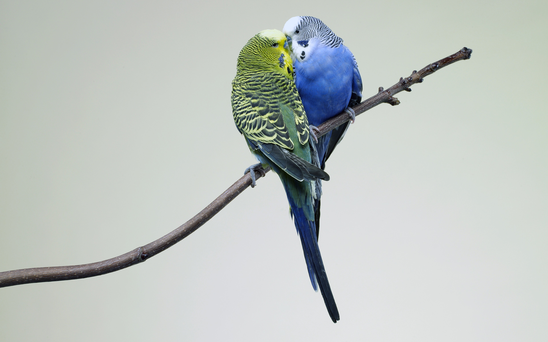 262295 descargar fondo de pantalla animales, periquito, ave, loro, aves: protectores de pantalla e imágenes gratis