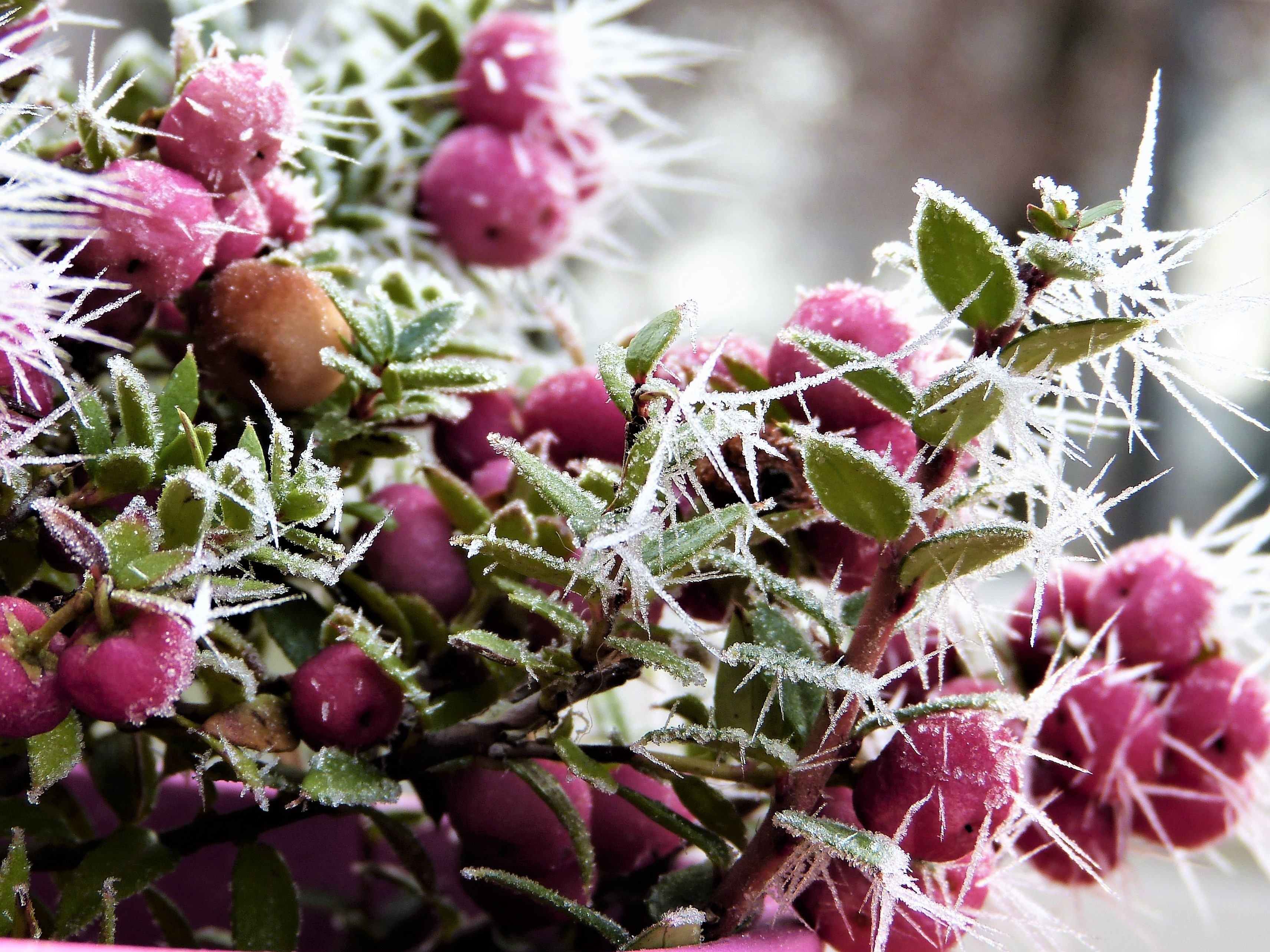 157949 Hintergrundbild herunterladen winter, berries, makro, frost, rauhreif - Bildschirmschoner und Bilder kostenlos
