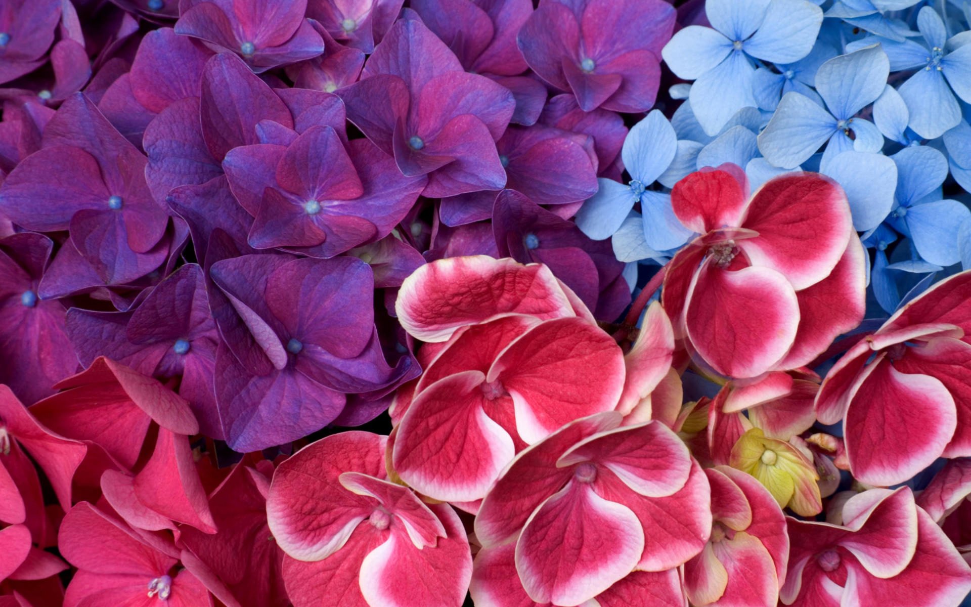 Фото цветов на обои на телефон