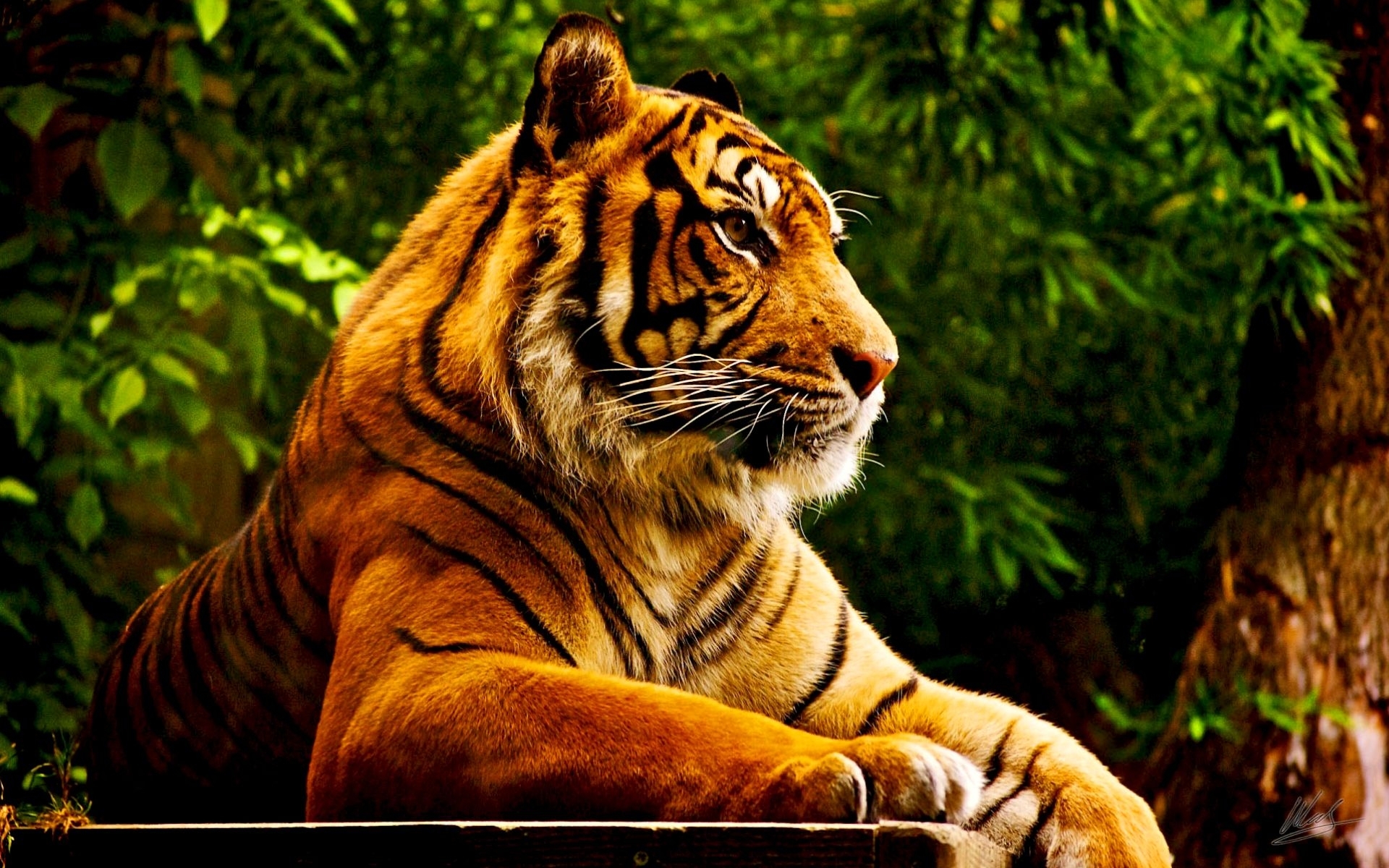Download mobile wallpaper Animals, Tigers for free.