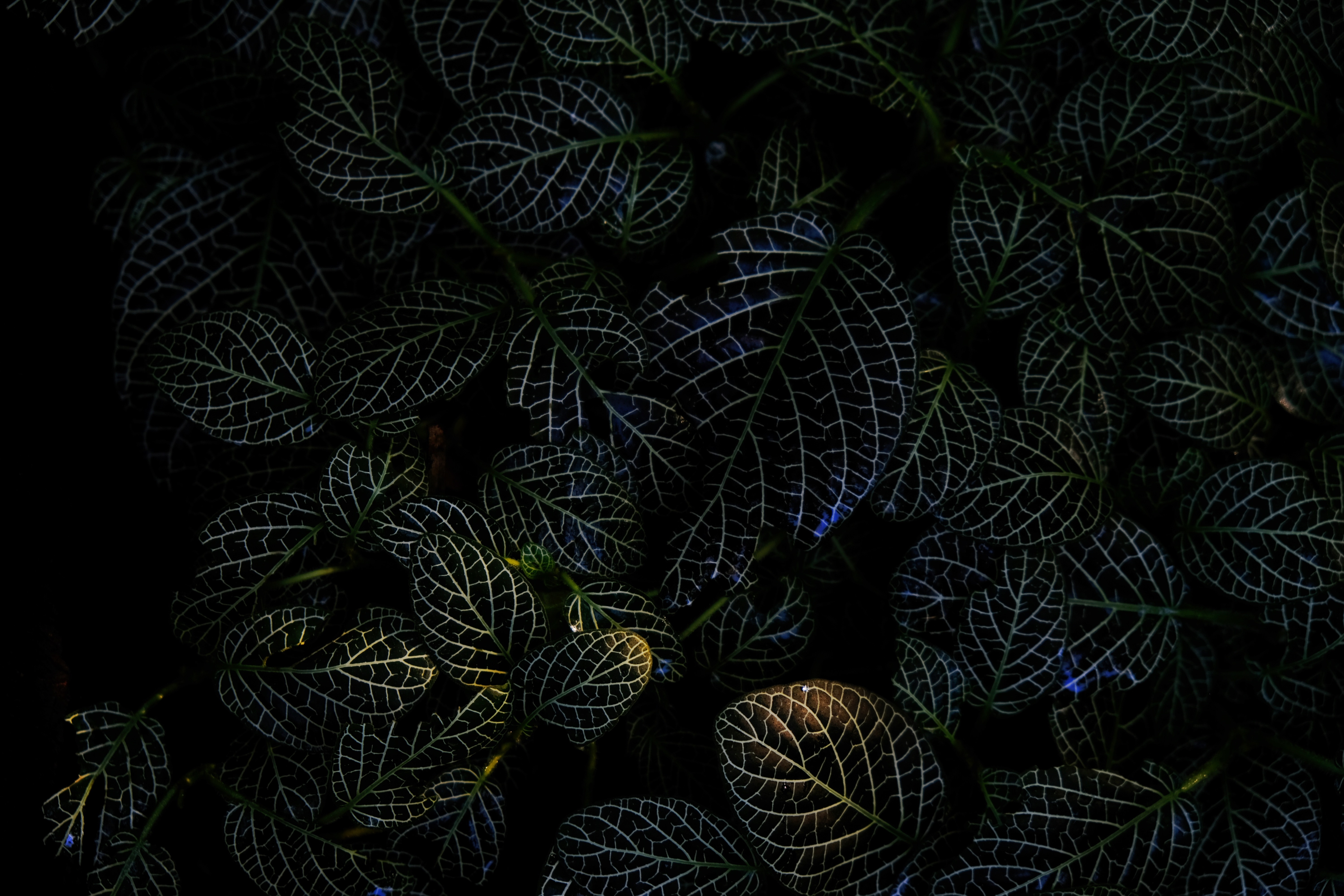 Download mobile wallpaper Veins, Macro, Plant, Dark, Leaves for free.