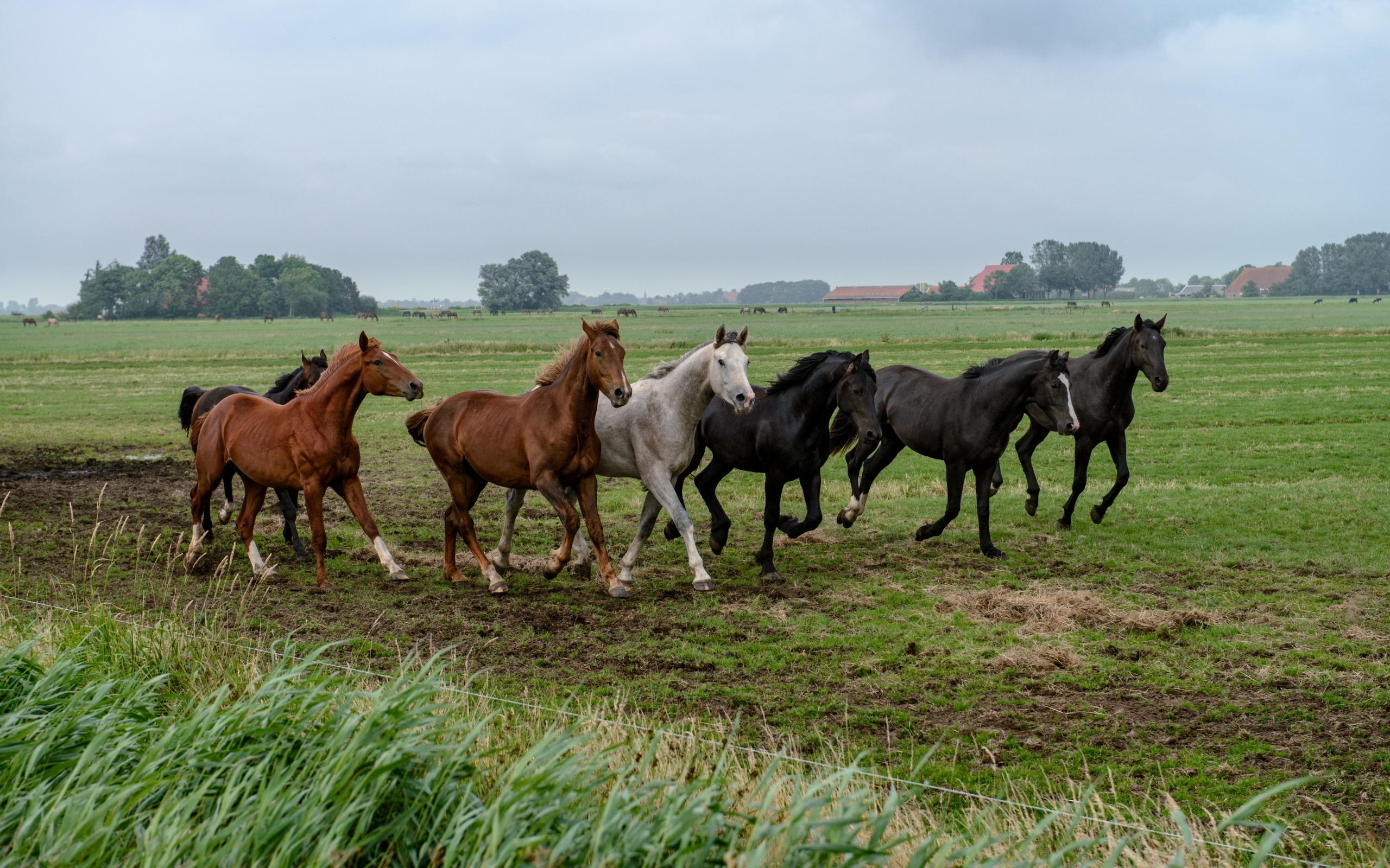 horses, animals desktop HD wallpaper
