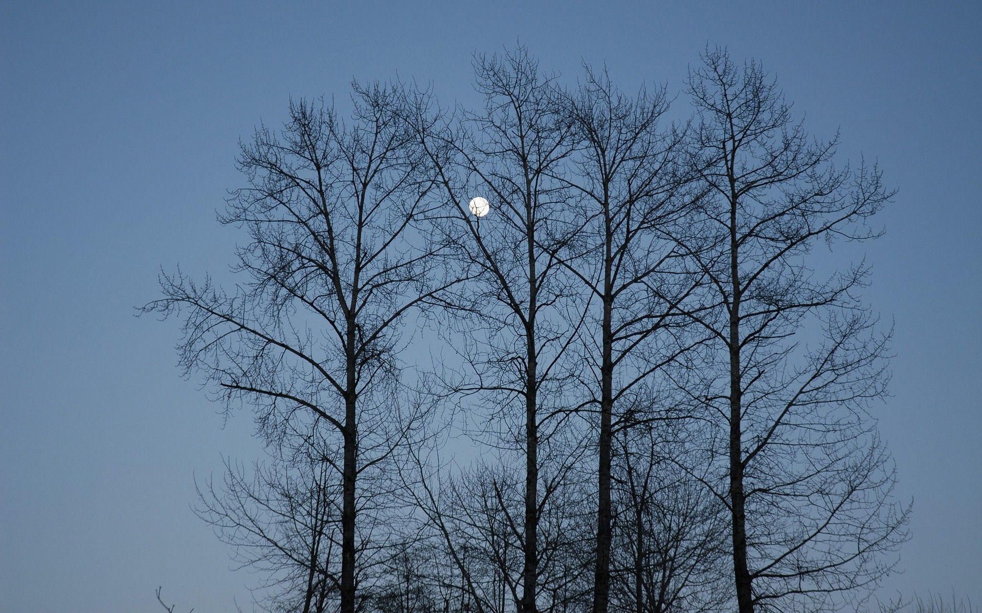 82116 скачать обои природа, луна, небо, деревья, вечер, ветви, голубое - заставки и картинки бесплатно