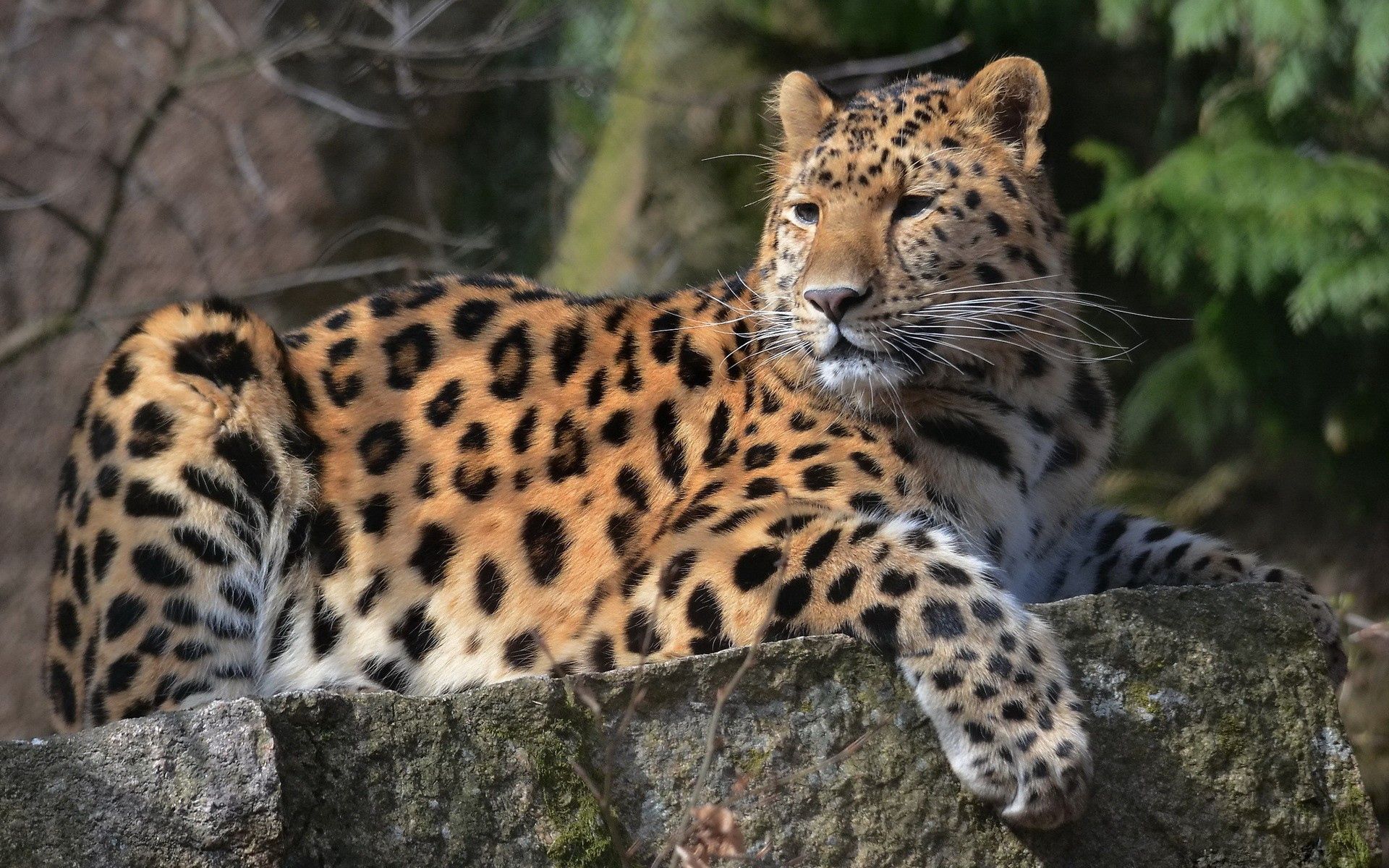 big cat, animals, leopard, to lie down, lie, predator Aesthetic wallpaper