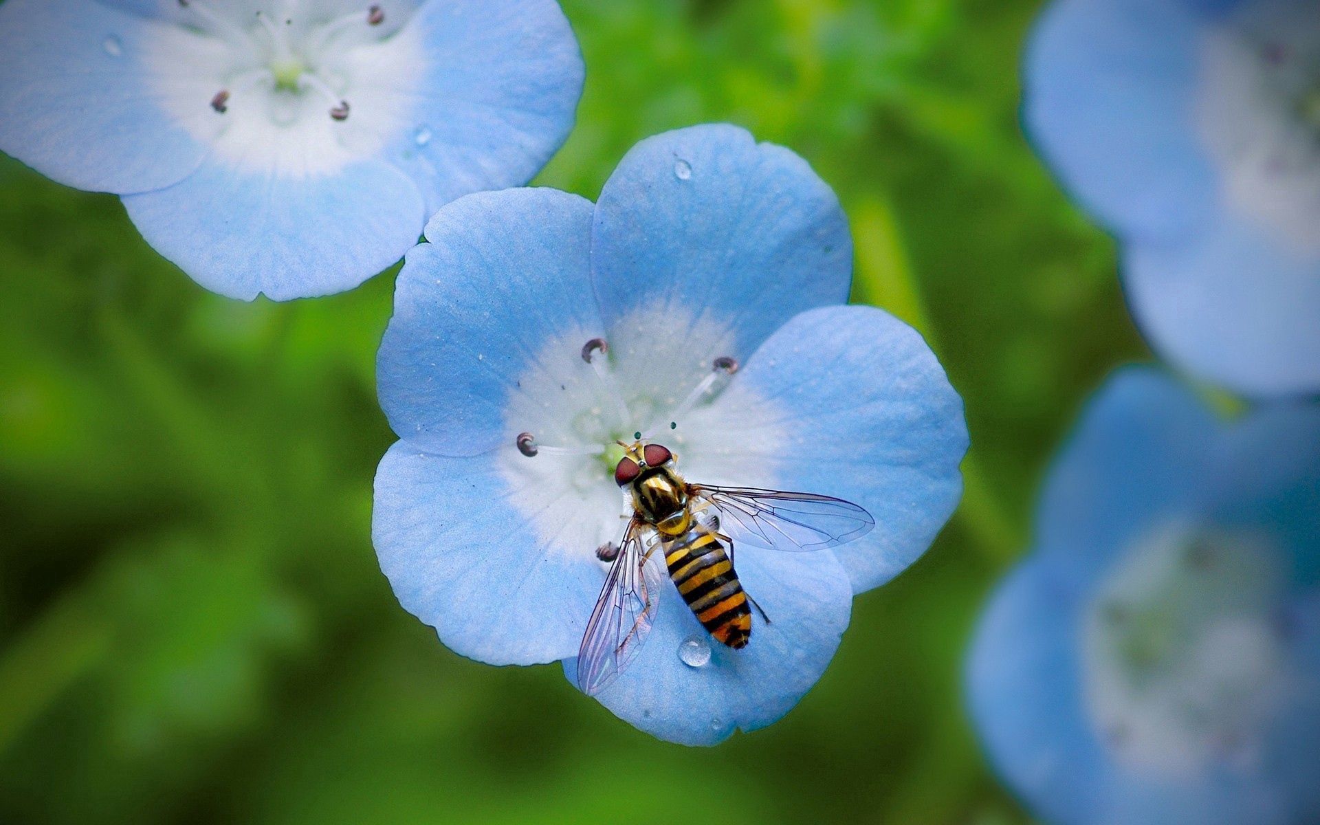 85959 télécharger le fond d'écran insecte, fleur, plante, planter, macro - économiseurs d'écran et images gratuitement