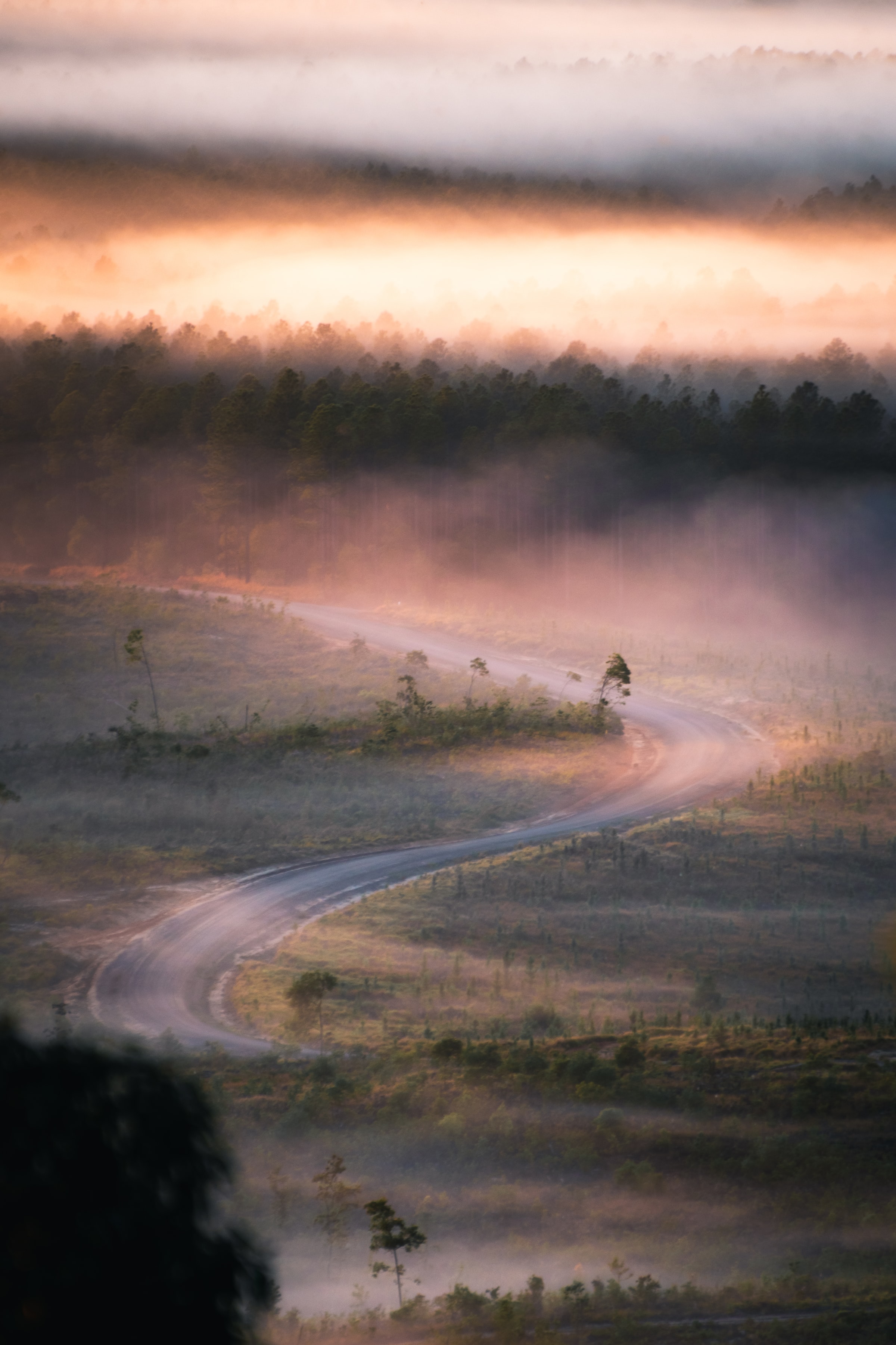 nature, trees, road, fog, winding, sinuous