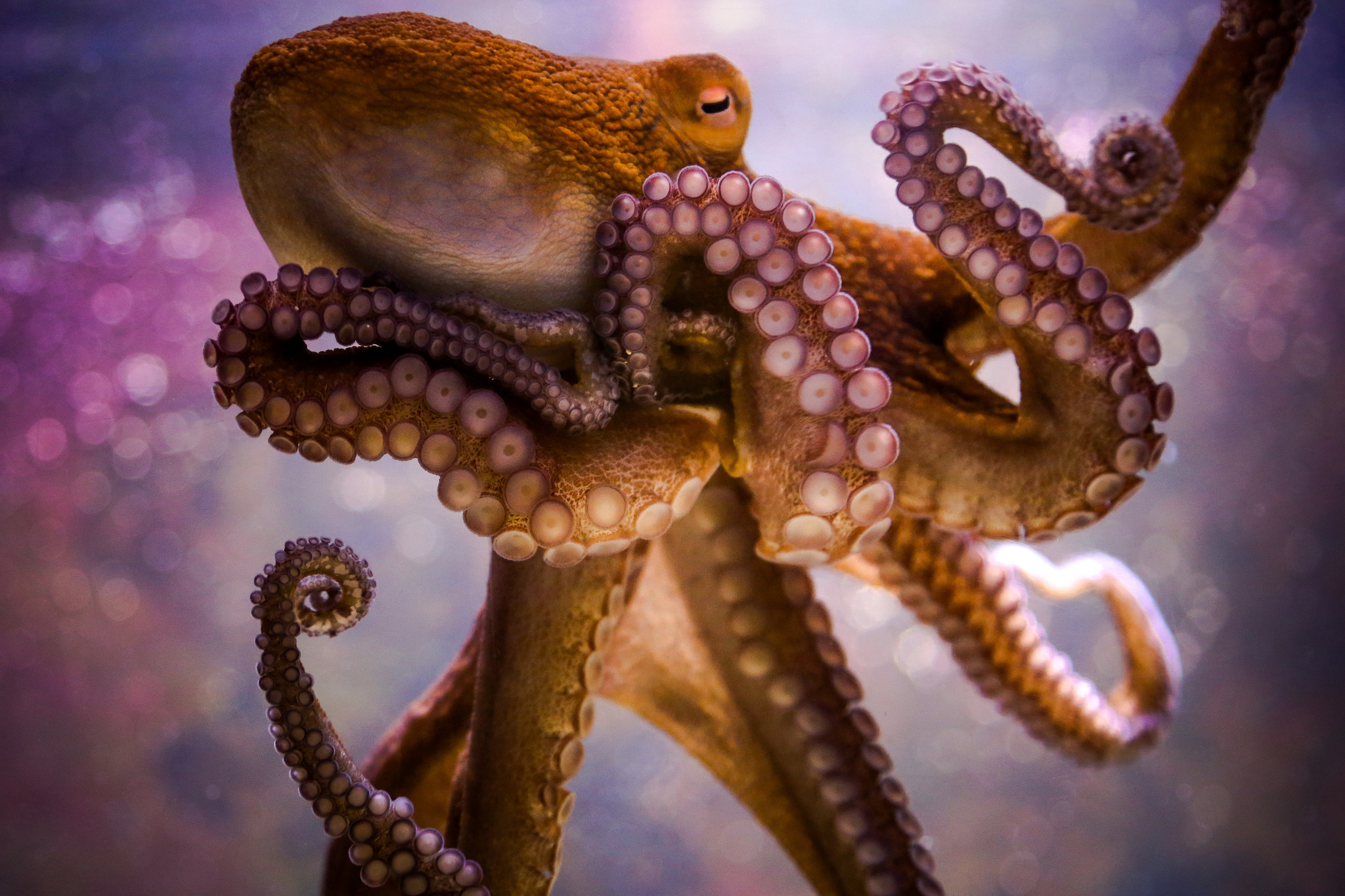 octopus, animal Aesthetic wallpaper