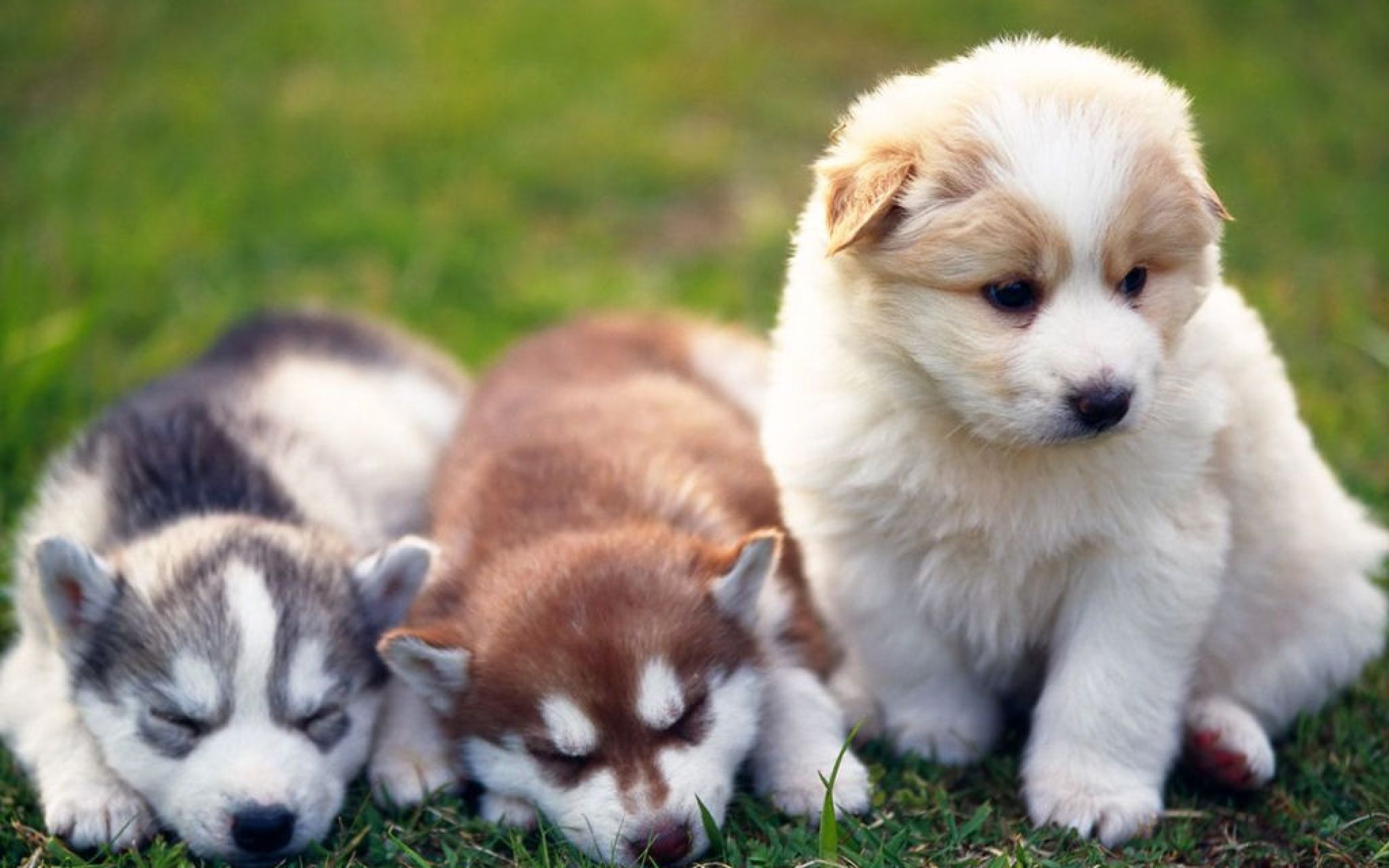 3 animals dogs. Помски. Красивые щенки. Красивые собаки. Очень красивые собаки.