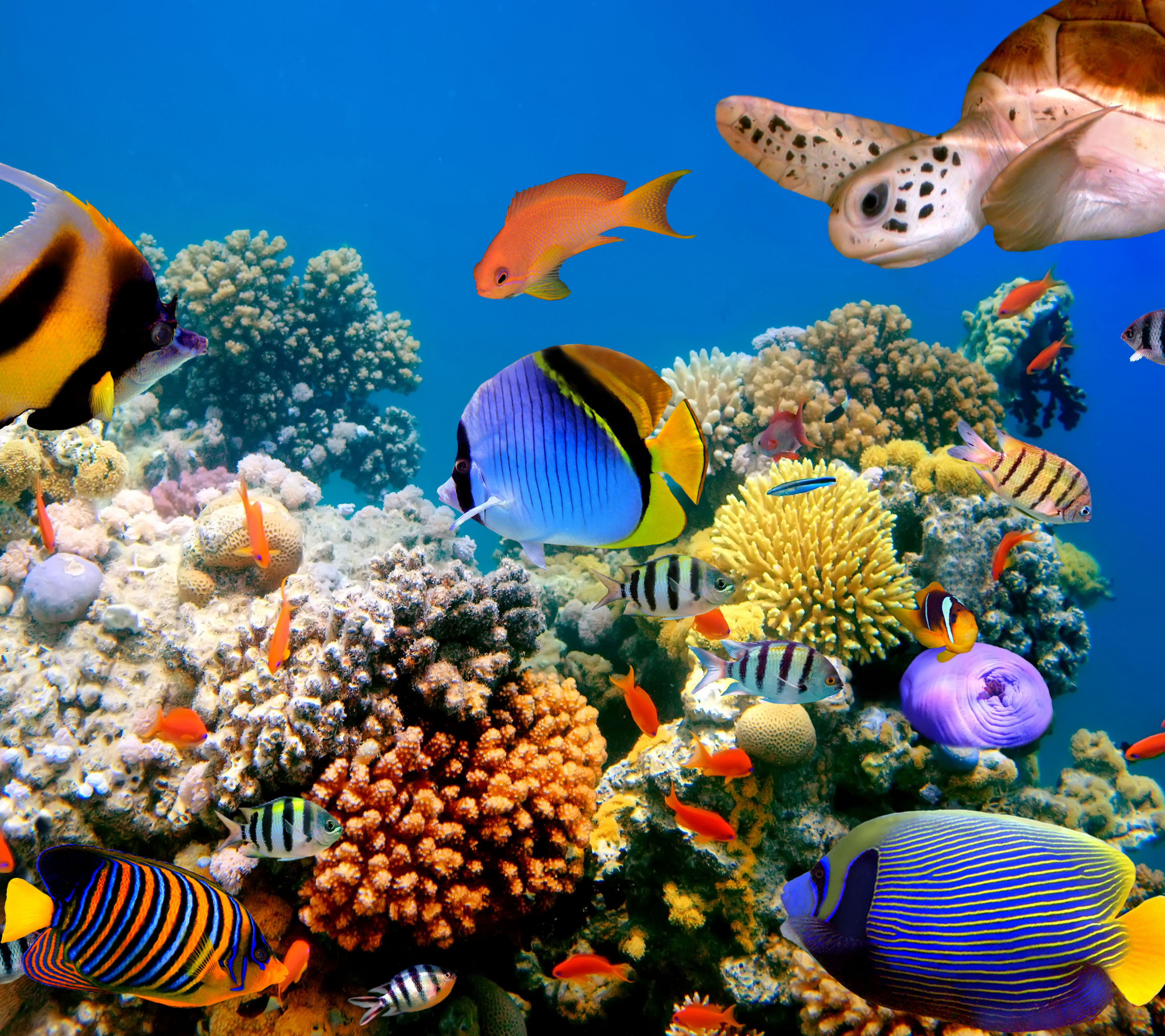 1104791 Bild herunterladen unterwasser, tiere, fisch, schildkröte, korallenriff, fische - Hintergrundbilder und Bildschirmschoner kostenlos