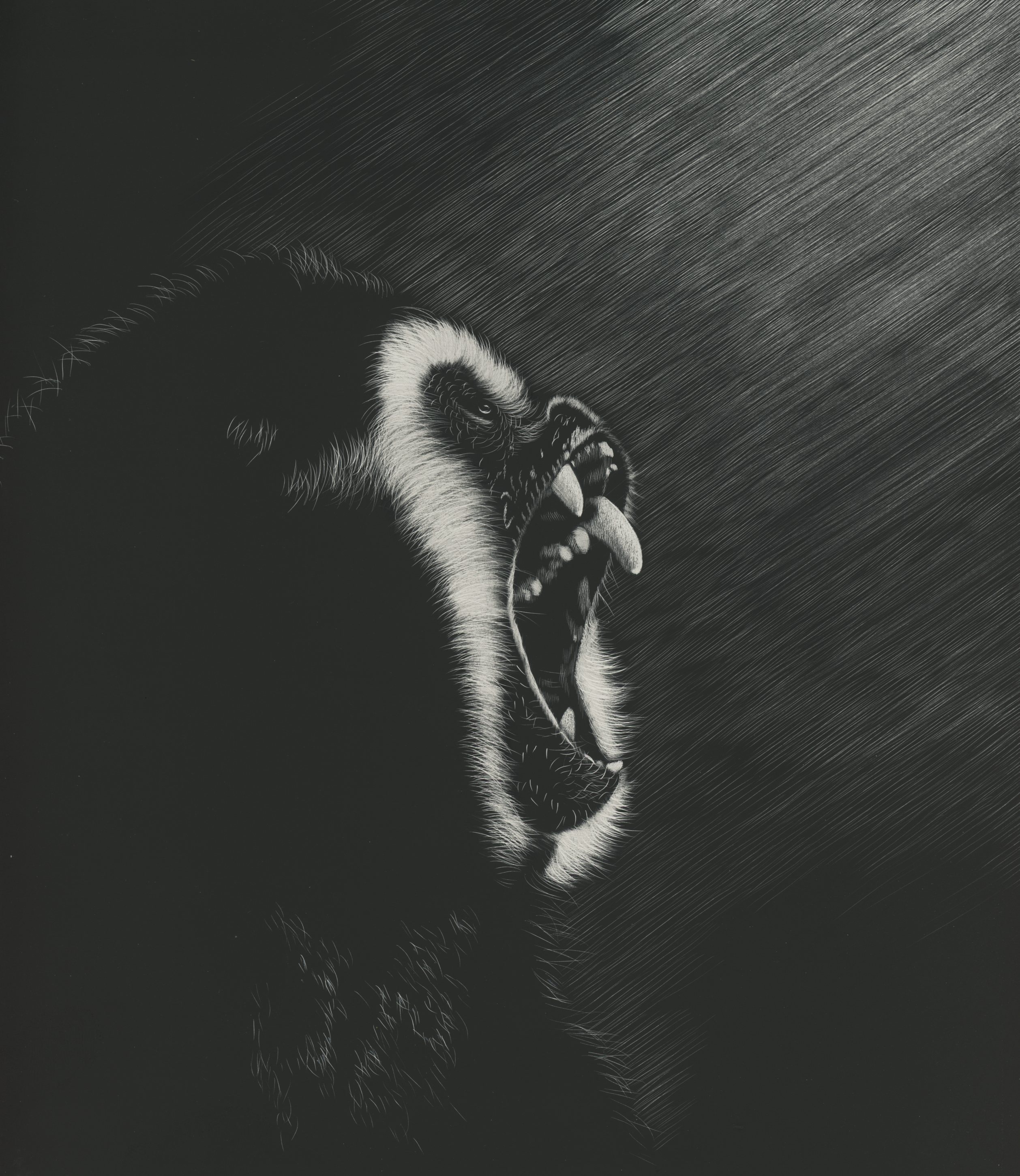 dark, marmoset, art, grin, monkey desktop HD wallpaper
