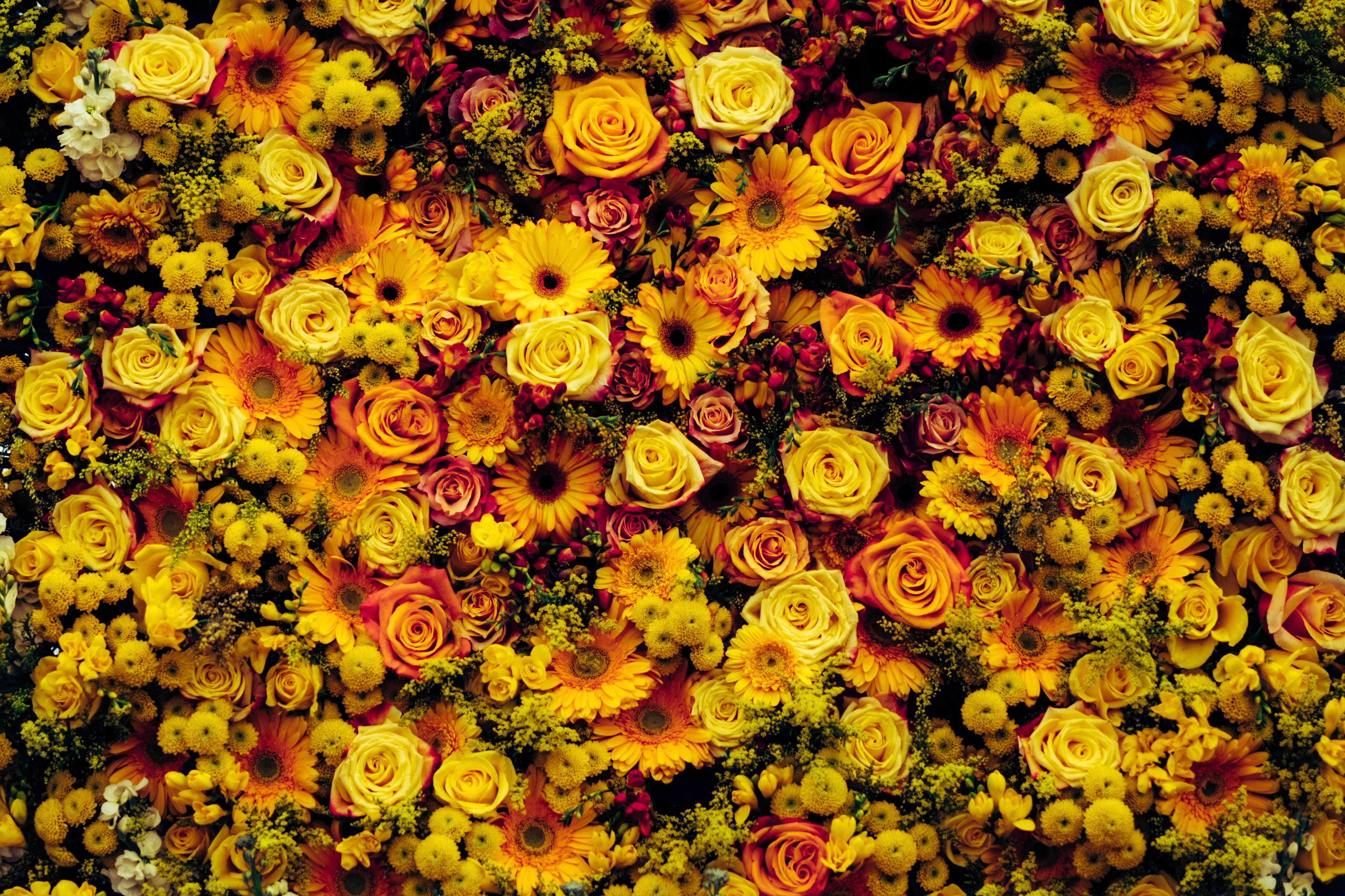 Download mobile wallpaper Flower Carpet, Composition, Flowers for free.