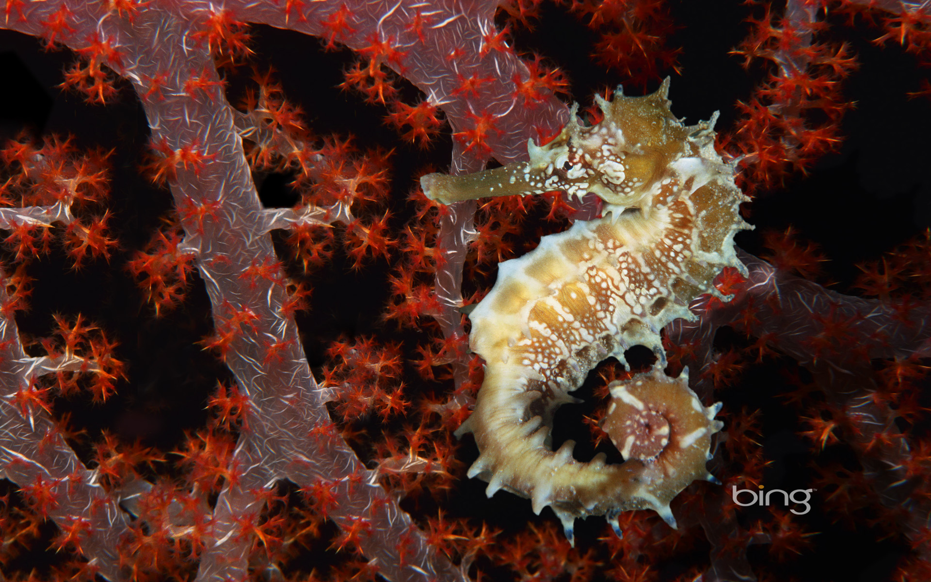 animal, seahorse wallpapers for tablet