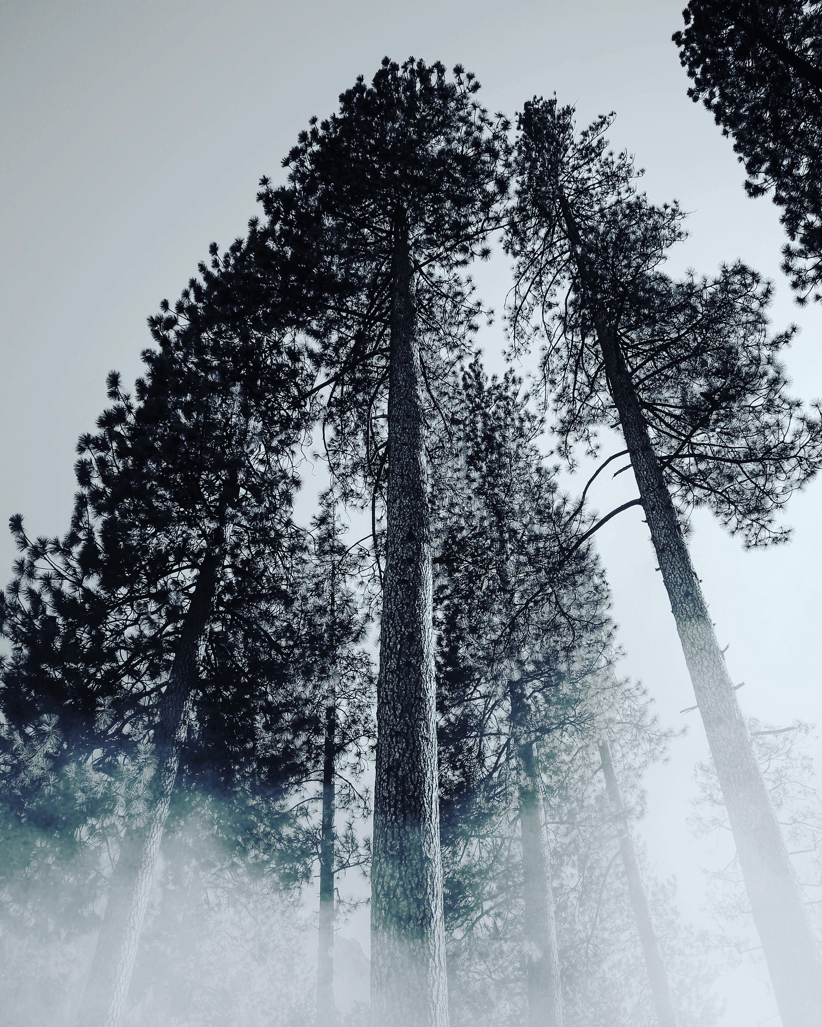 Laden Sie das Natur, Bäume, Nebel, Geäst, Zweige, Bw, Chb-Bild kostenlos auf Ihren PC-Desktop herunter