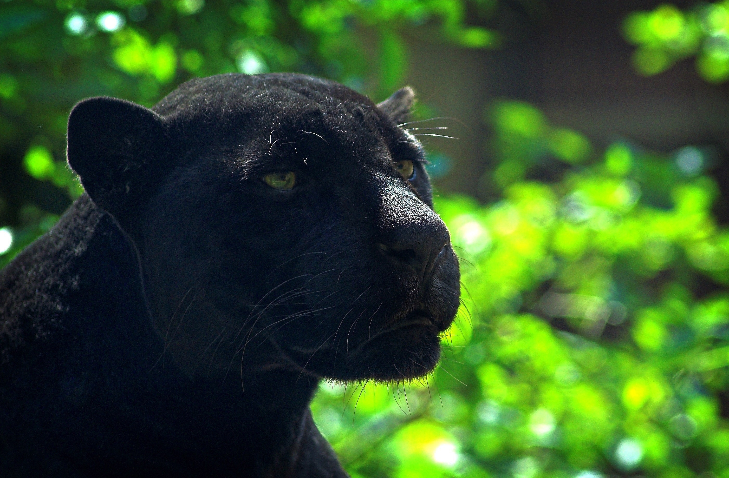 predator, panther, black, glare, animals, muzzle