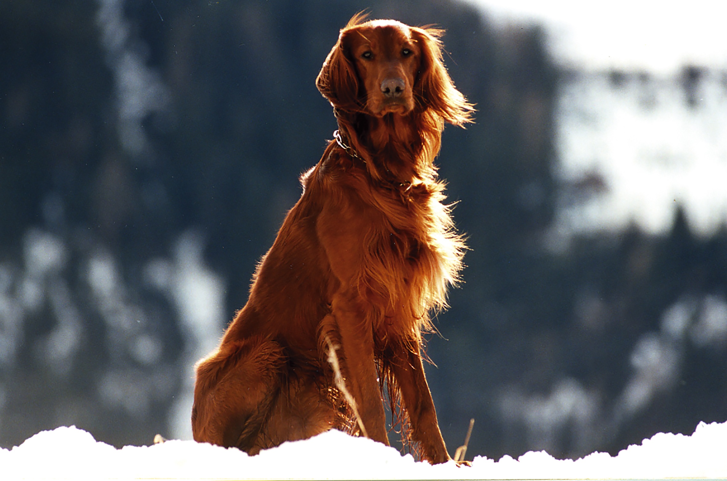 Laden Sie das Setter, Wind, Tiere, Schnee, Hund-Bild kostenlos auf Ihren PC-Desktop herunter