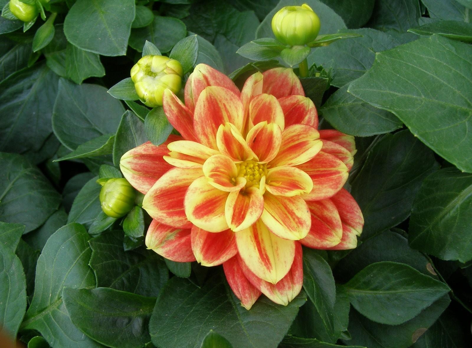 Laden Sie das Grüne, Grünen, Dahlie, Dahlia, Blumen, Knospen, Blume-Bild kostenlos auf Ihren PC-Desktop herunter
