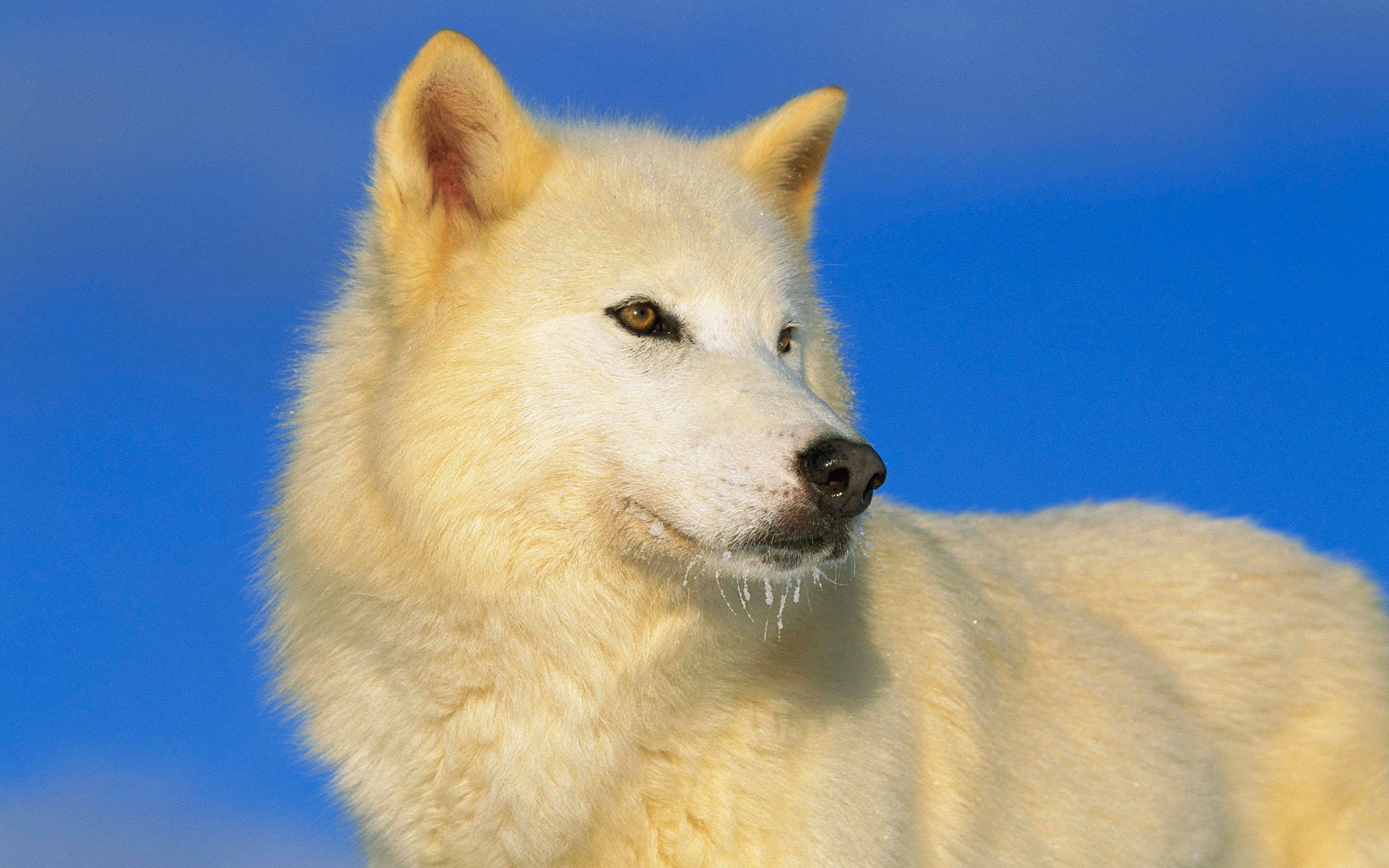 225068 baixar papel de parede animais, lobo ártico, lobo - protetores de tela e imagens gratuitamente