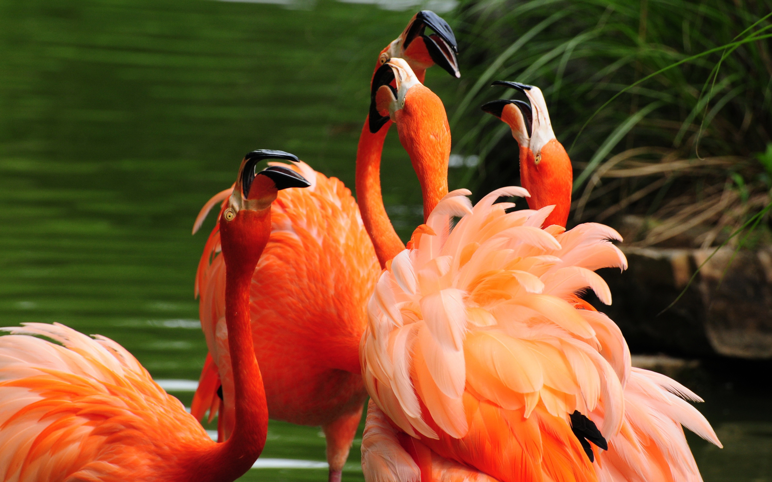 282916 Bildschirmschoner und Hintergrundbilder Flamingo auf Ihrem Telefon. Laden Sie  Bilder kostenlos herunter