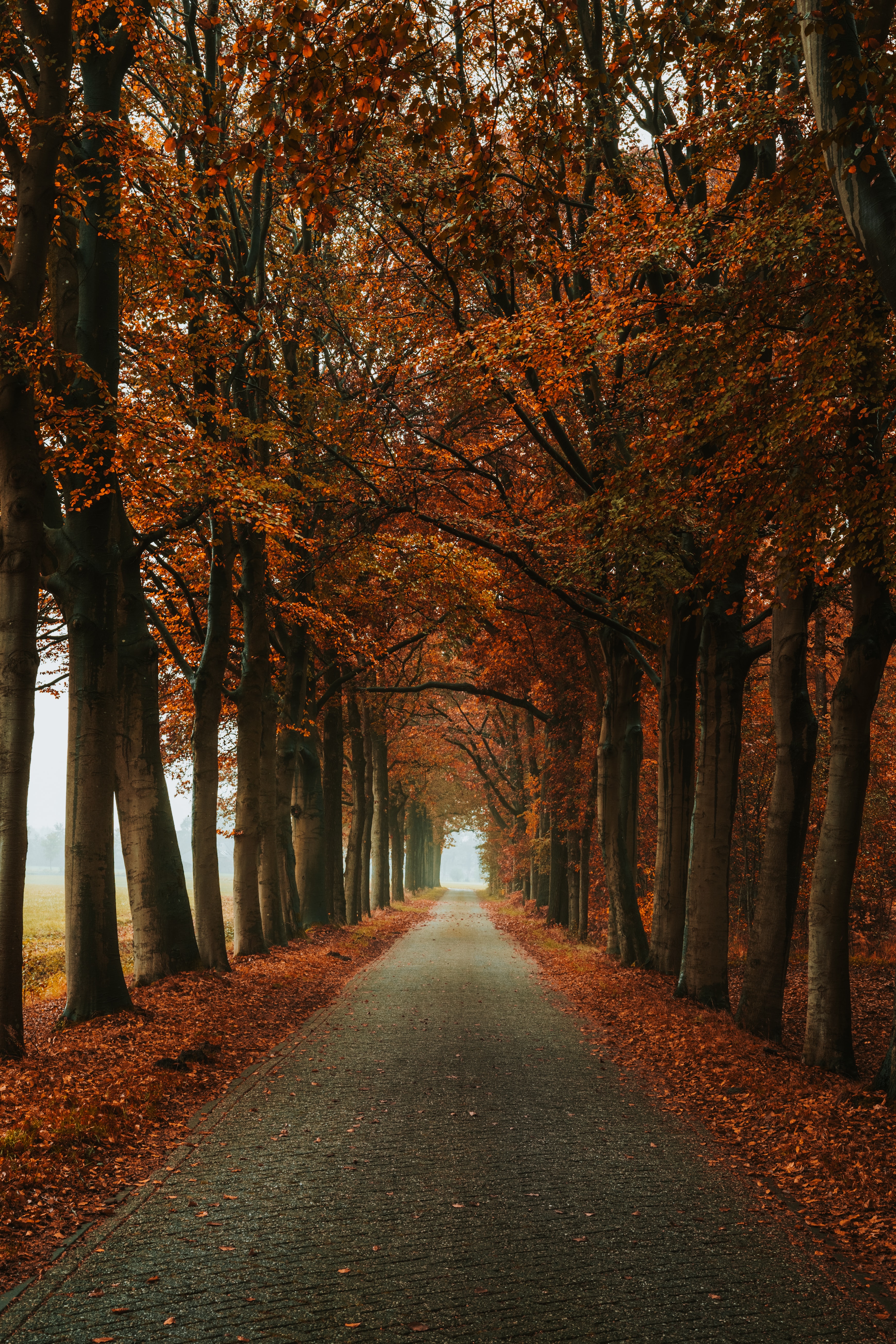 autumn, nature, alley, trees, track UHD