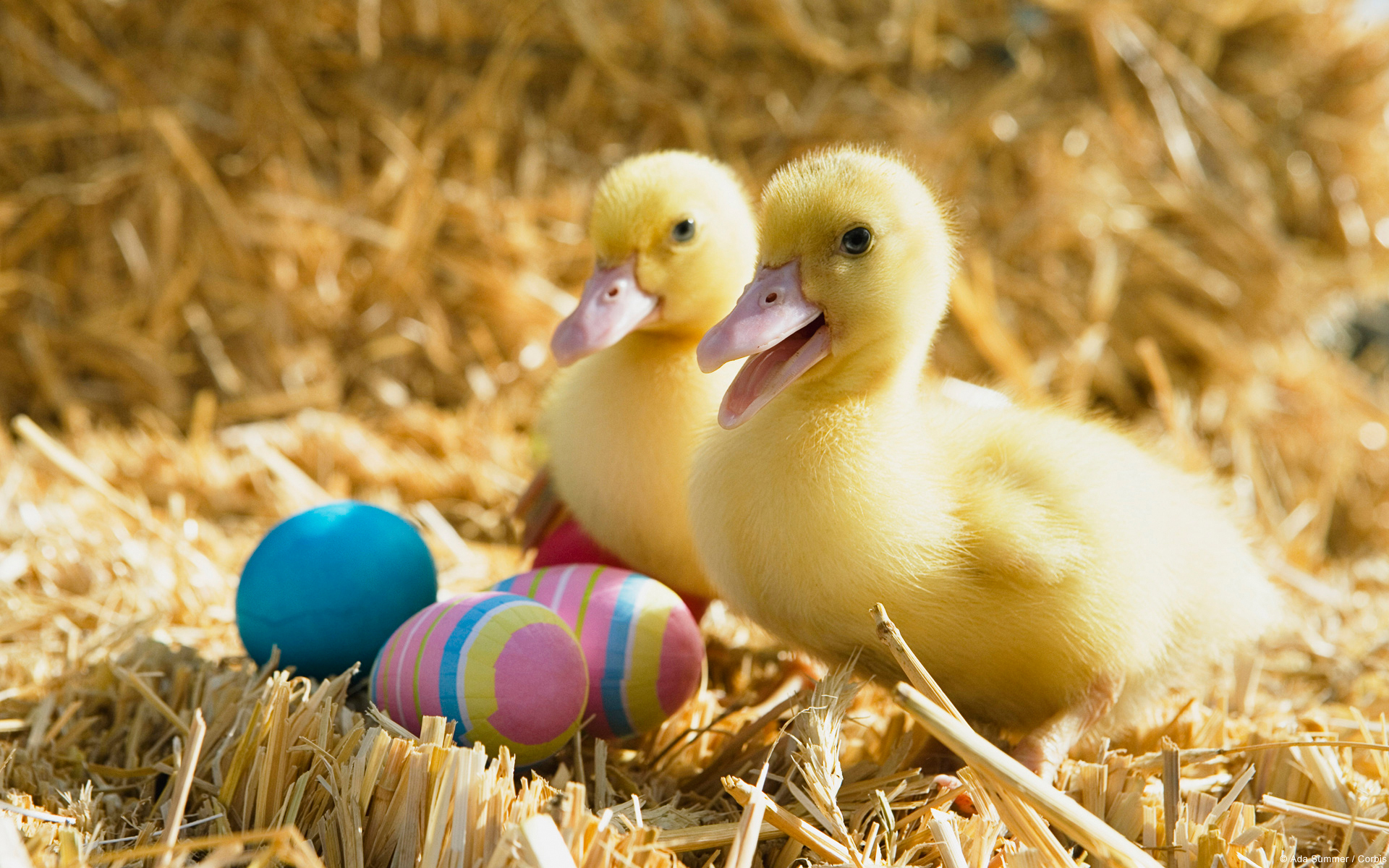 Download mobile wallpaper Easter, Holiday, Duck, Cute for free.