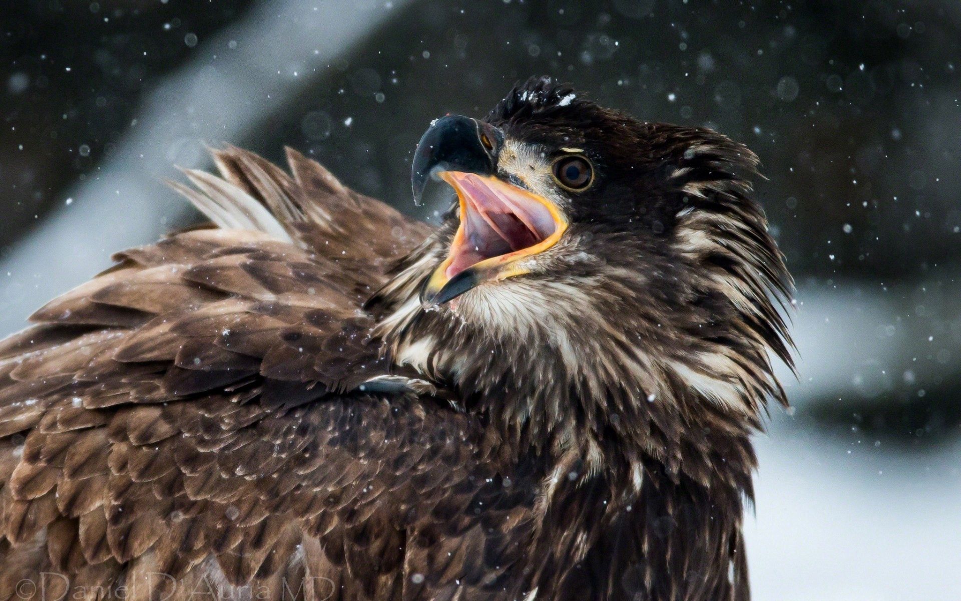 animals, feather, bird, beak, aggression Smartphone Background