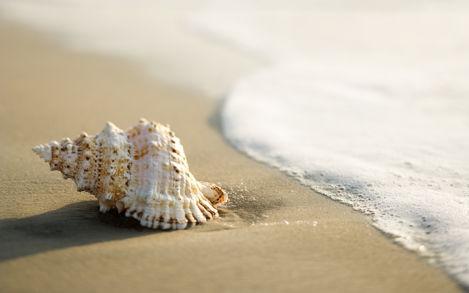 Download mobile wallpaper Shells, Background for free.
