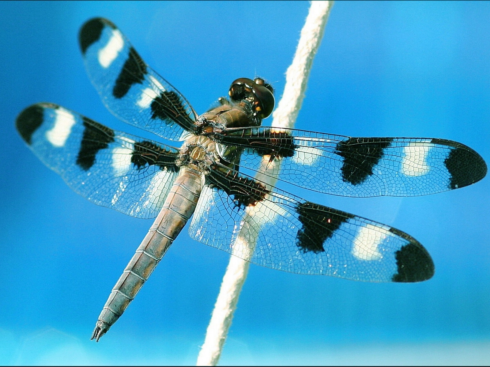 insects, dragonflies