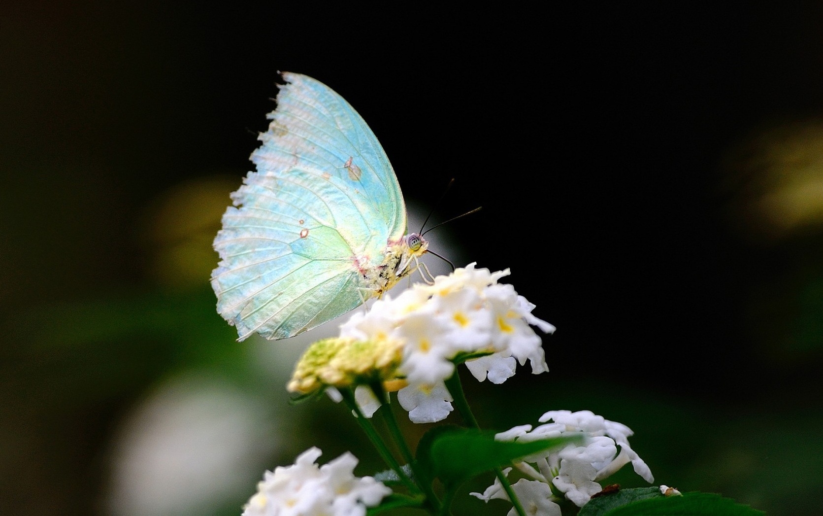 wings, butterfly, white, flower, macro Full HD