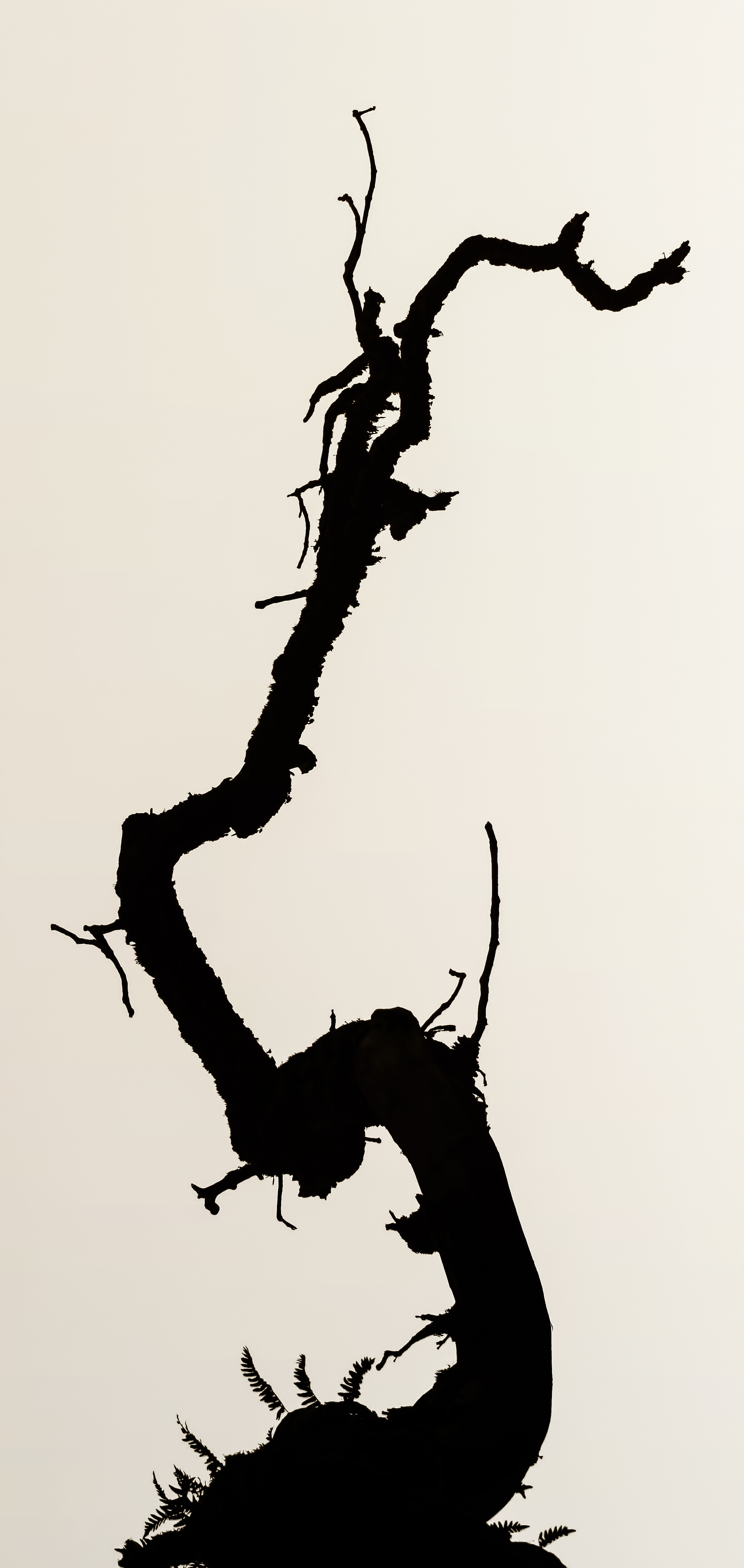 Download mobile wallpaper Branch, Bw, Chb, Silhouette, Minimalism for free.