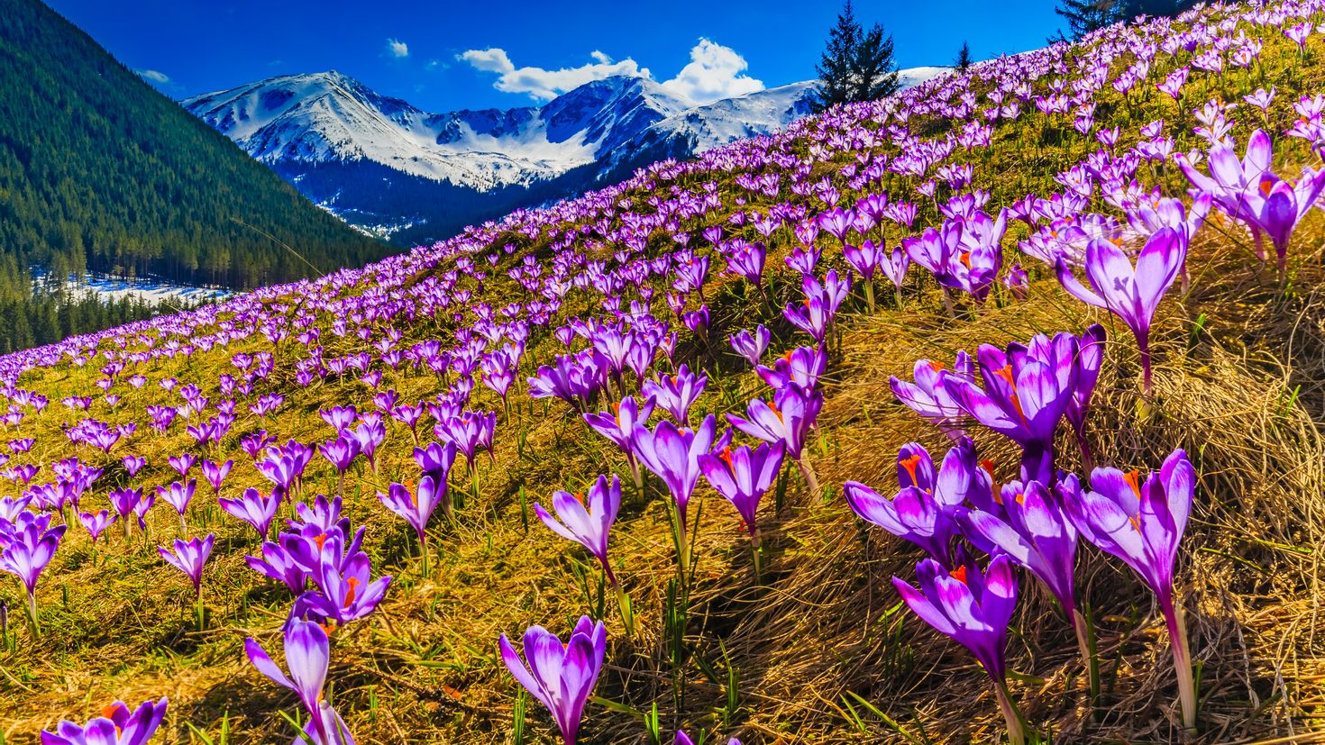 Самые красивые картинки весны. Крокусы в Хохоловской долине. Крокусы Бештау. Крокус Шафран цветок. Долина Мак Деира.
