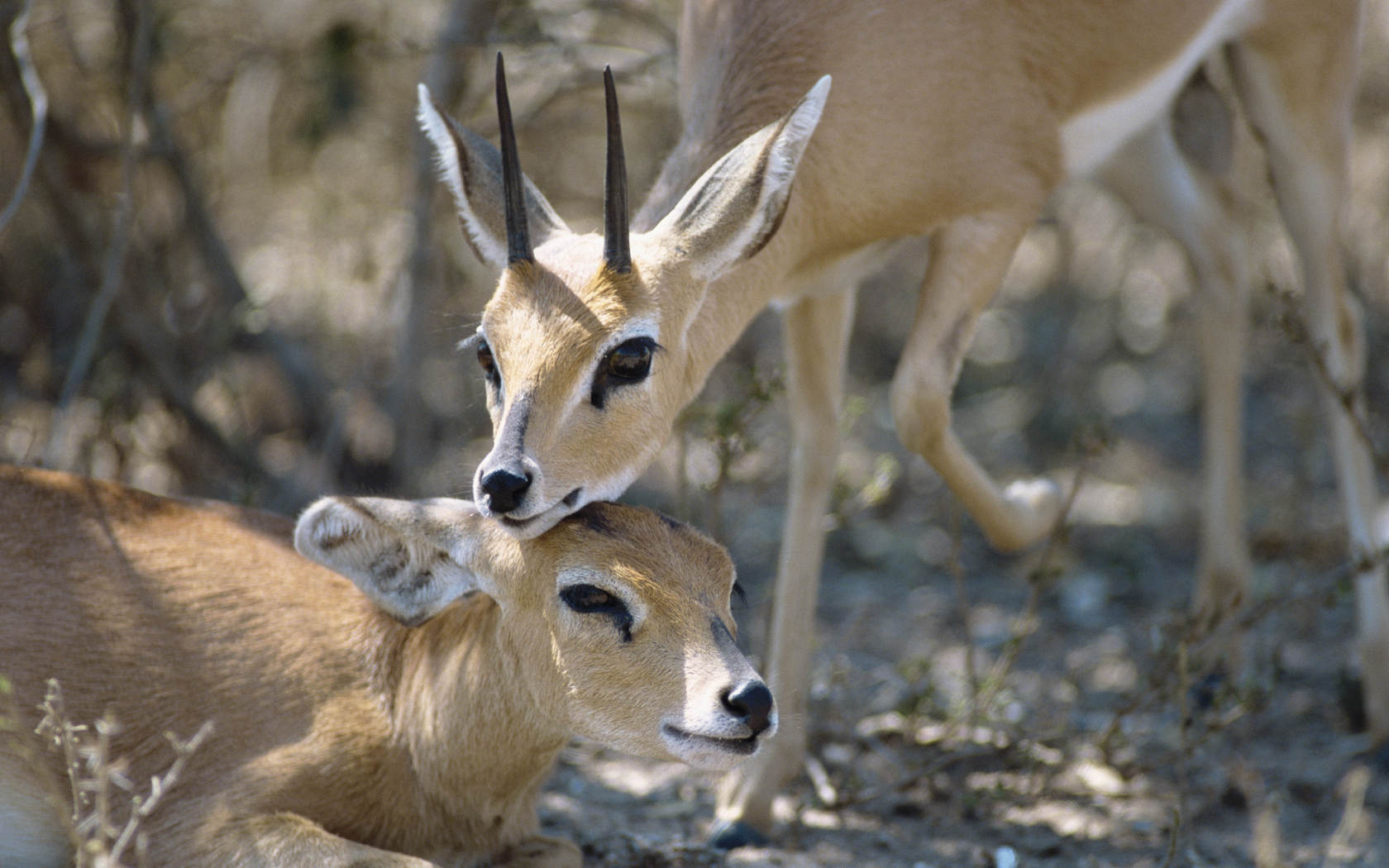 577103 Hintergrundbild herunterladen tiere, antilope, steinbock - Bildschirmschoner und Bilder kostenlos