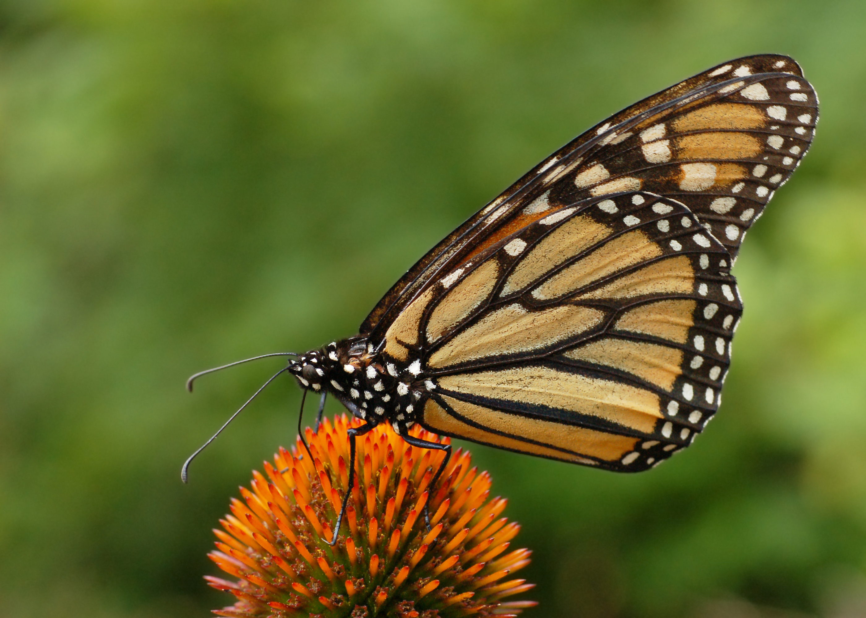 animal, butterfly, flower, monarch butterfly Full HD