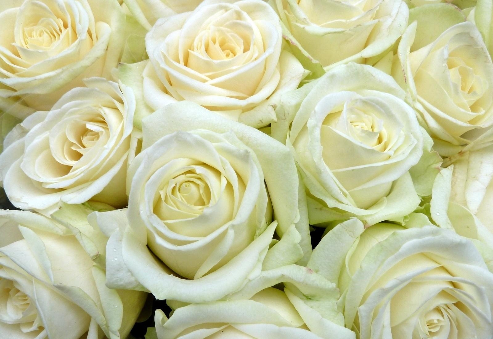 Laden Sie das Viel, Schneewittchen, Blumen, Roses, Knospen-Bild kostenlos auf Ihren PC-Desktop herunter
