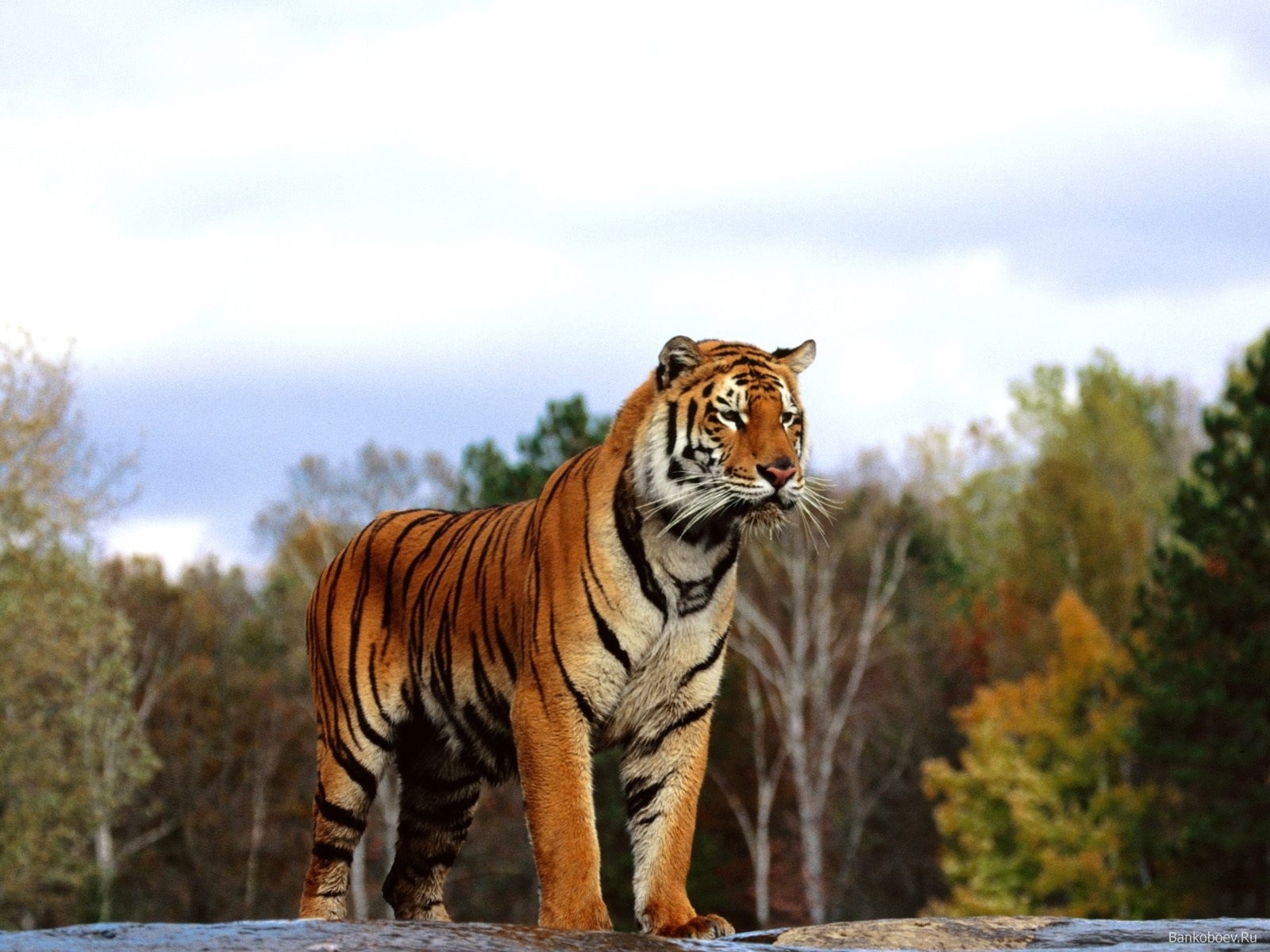 2294 Hintergrundbild herunterladen tiere, tigers - Bildschirmschoner und Bilder kostenlos