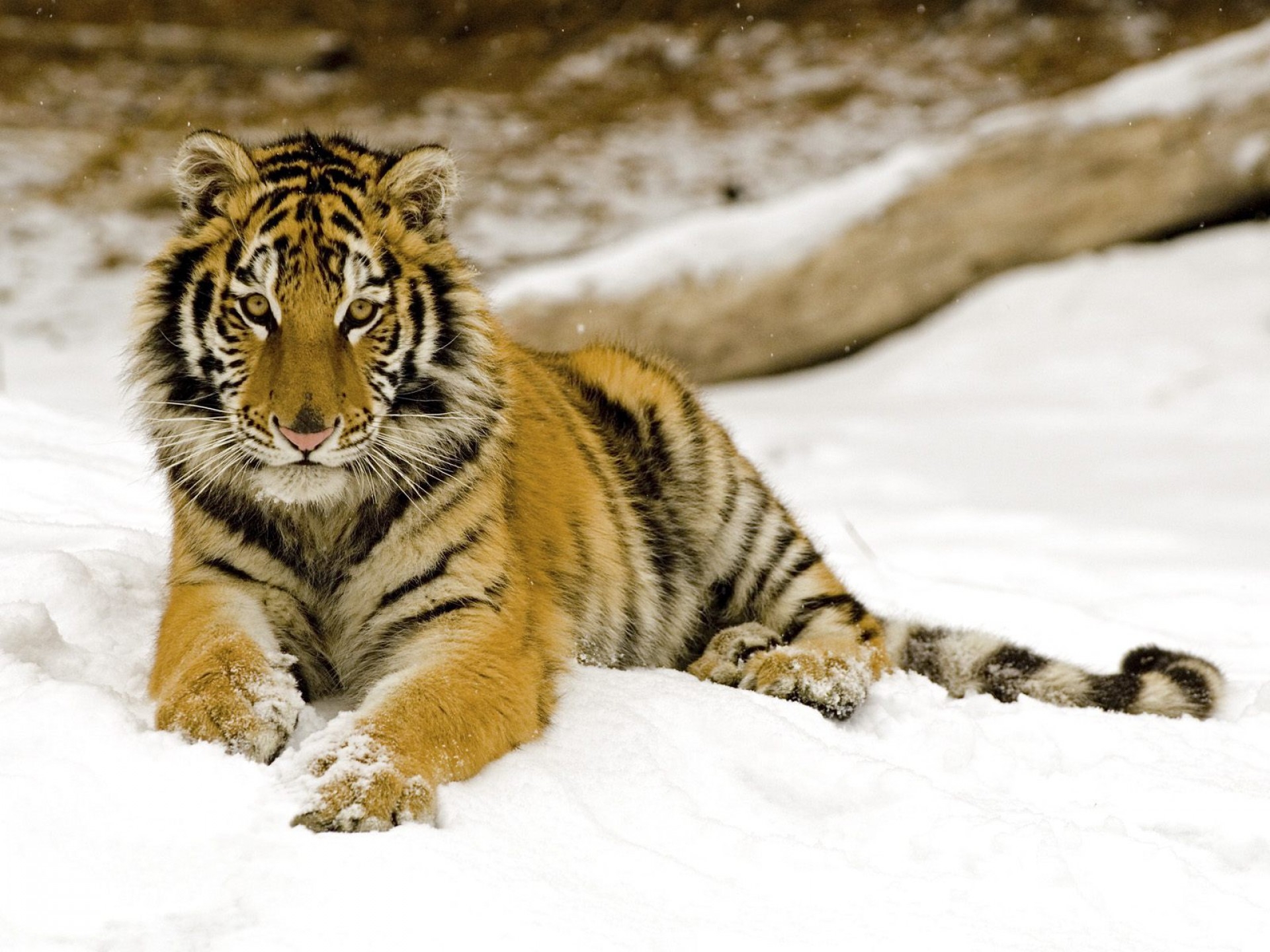 154973 下載圖片 动物, 老虎, 雪, 捕食者, 年轻, 幼崽, 虎 - 免費壁紙和屏保