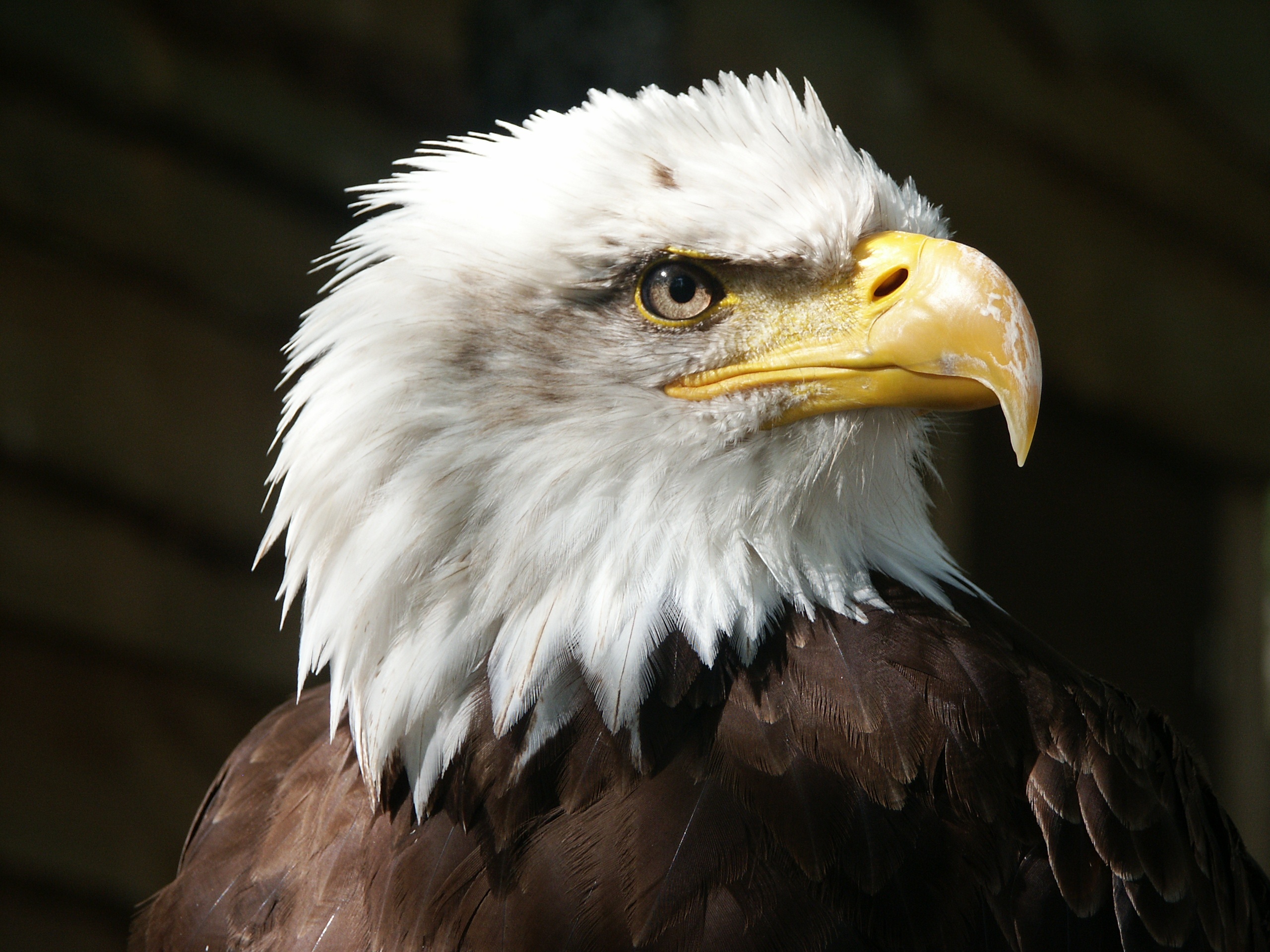 401169壁紙のダウンロード動物, 白頭ワシ, 嘴, 猛禽, 鳥-スクリーンセーバーと写真を無料で