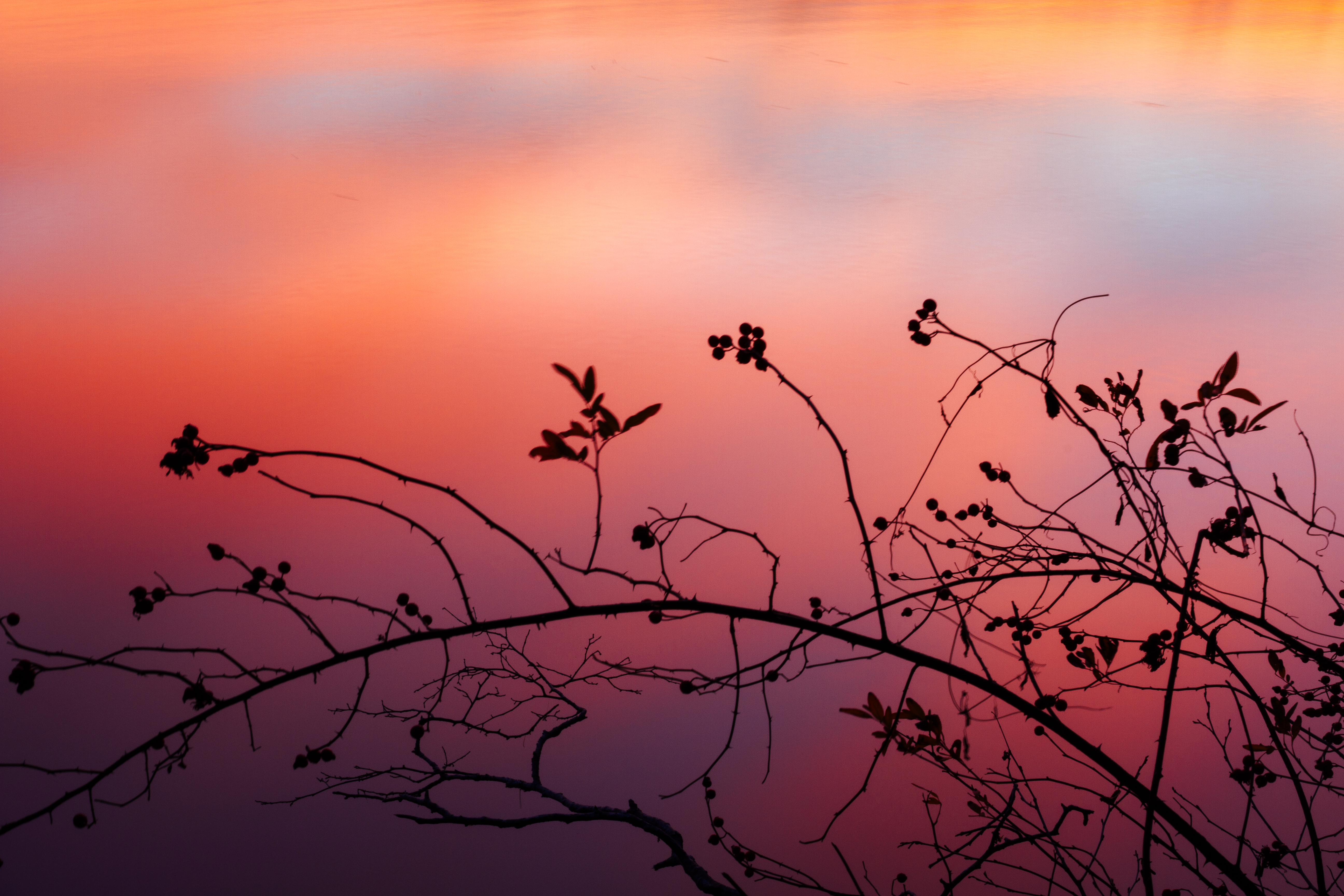 sunset, nature, silhouette, branch, shadows