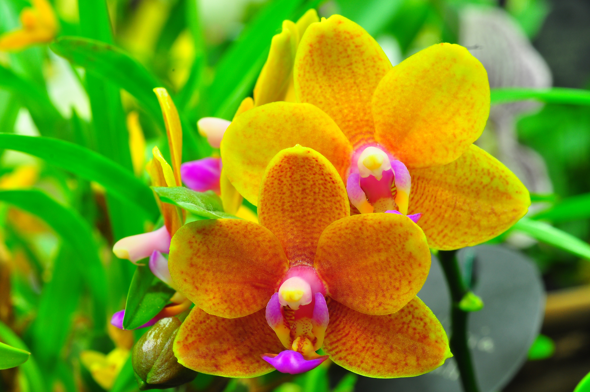 орхидея борнео фото цветок