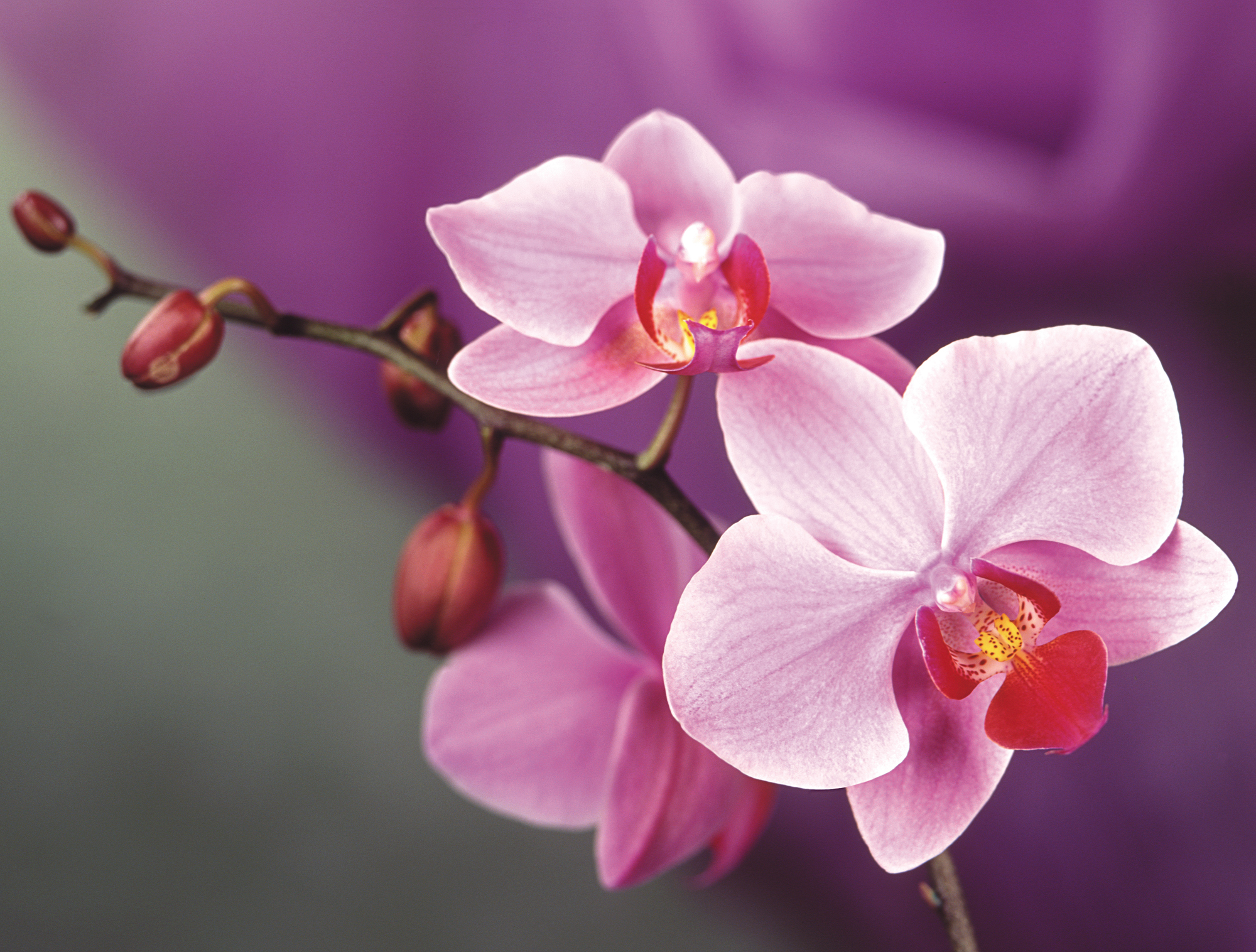orchid, flowers, earth High Definition image