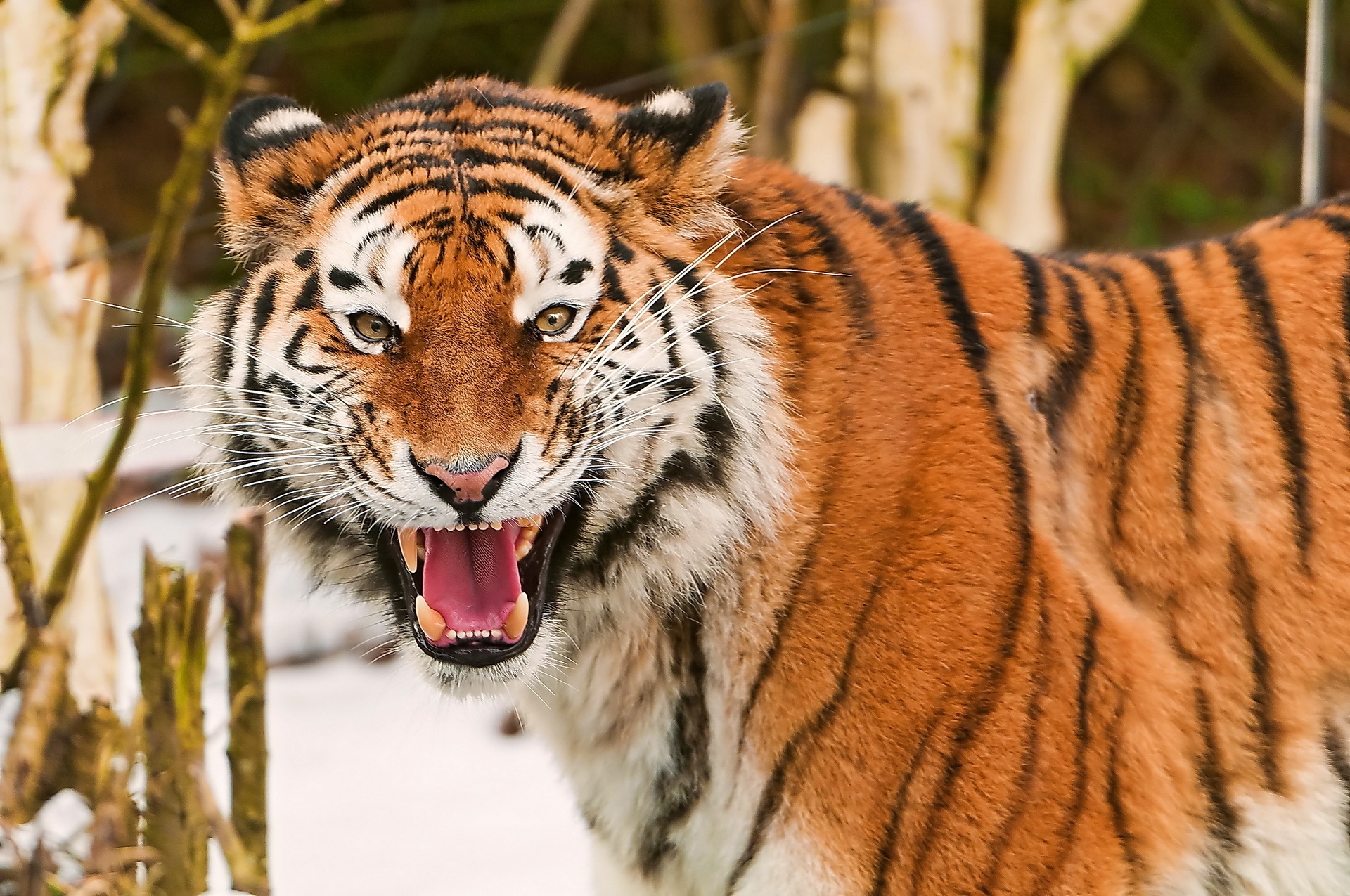 Download mobile wallpaper Muzzle, Striped, Animals, Predator, Big Cat, Tiger for free.