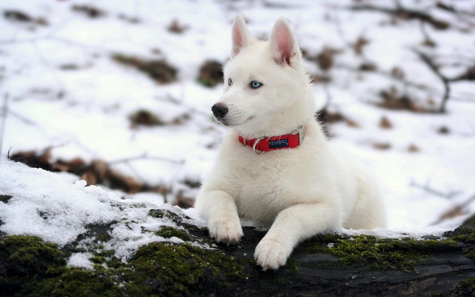 puppy, husky, animals, snow, dog, moss, haska, collar, log