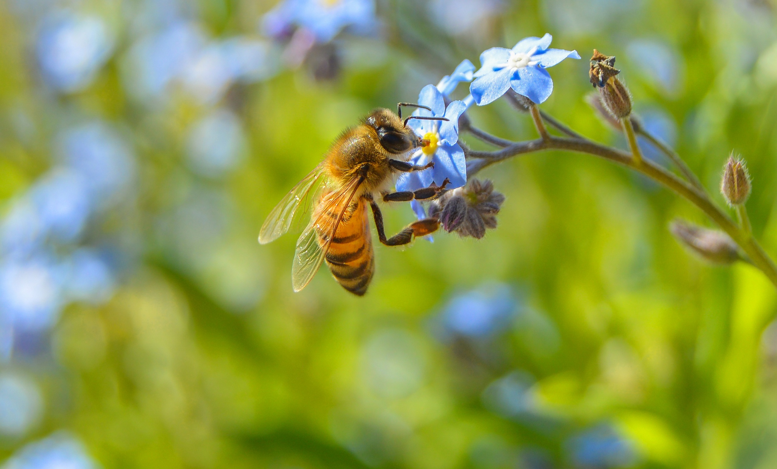 Среднерусская пчела на цветке